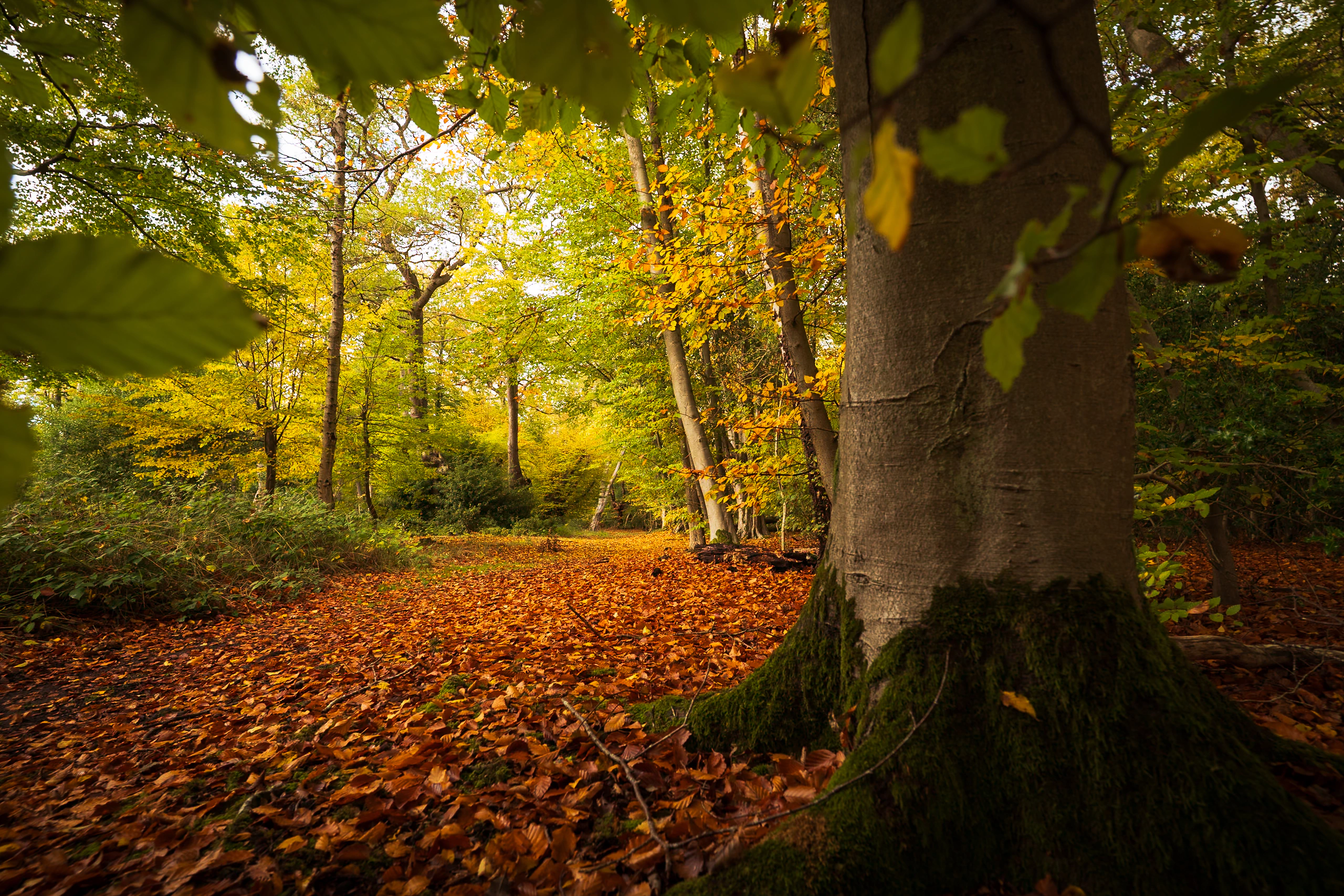 A woodland path beneath green and amber leaves