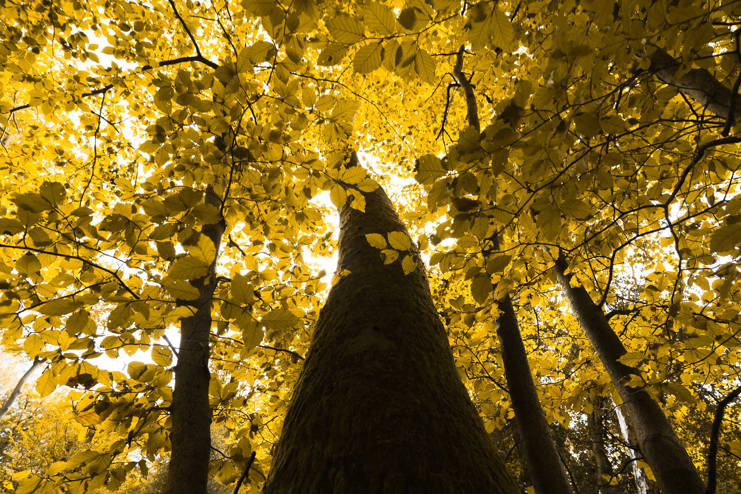 Looking up through a yellow forest canopy