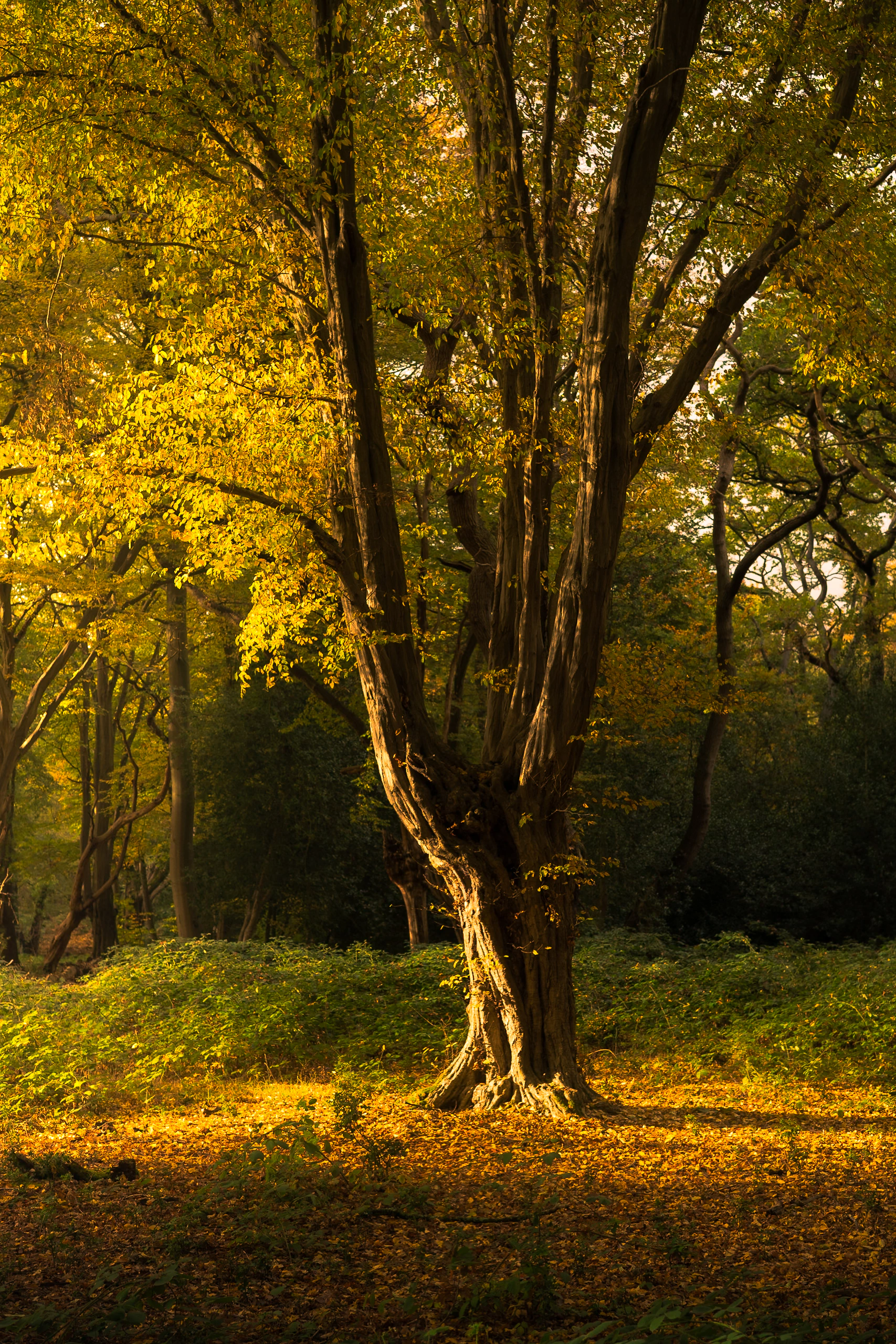 An old tree in warm autumn light