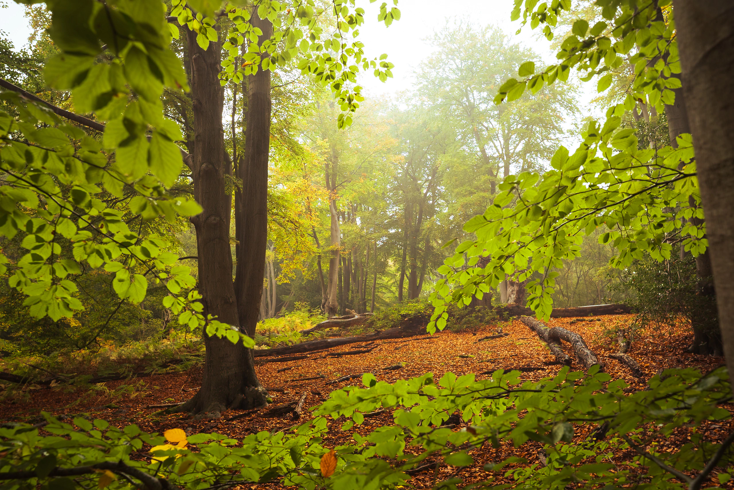 A bright forest clearing framed by green leaves