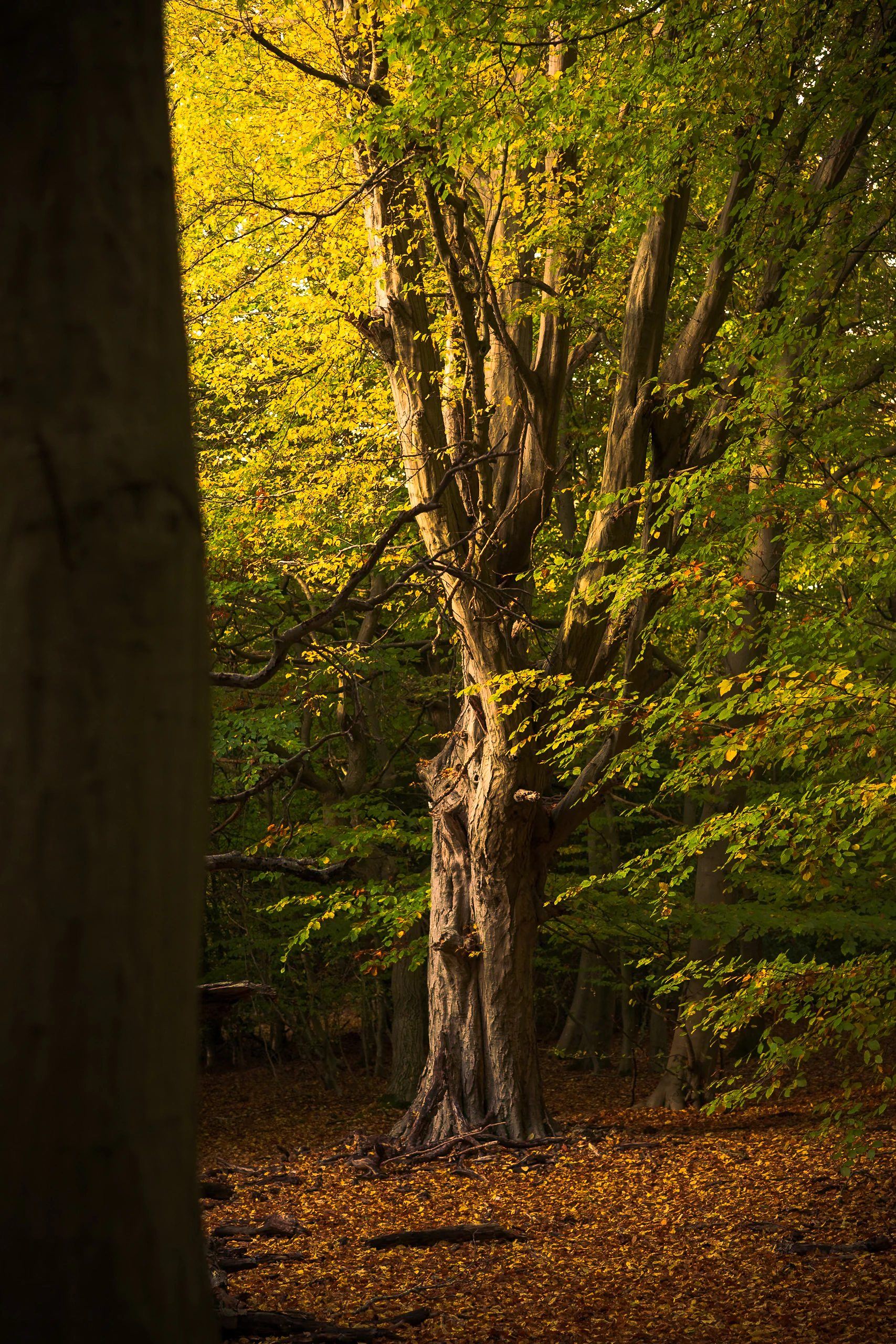 An old tree framed by a dark foreground trunk