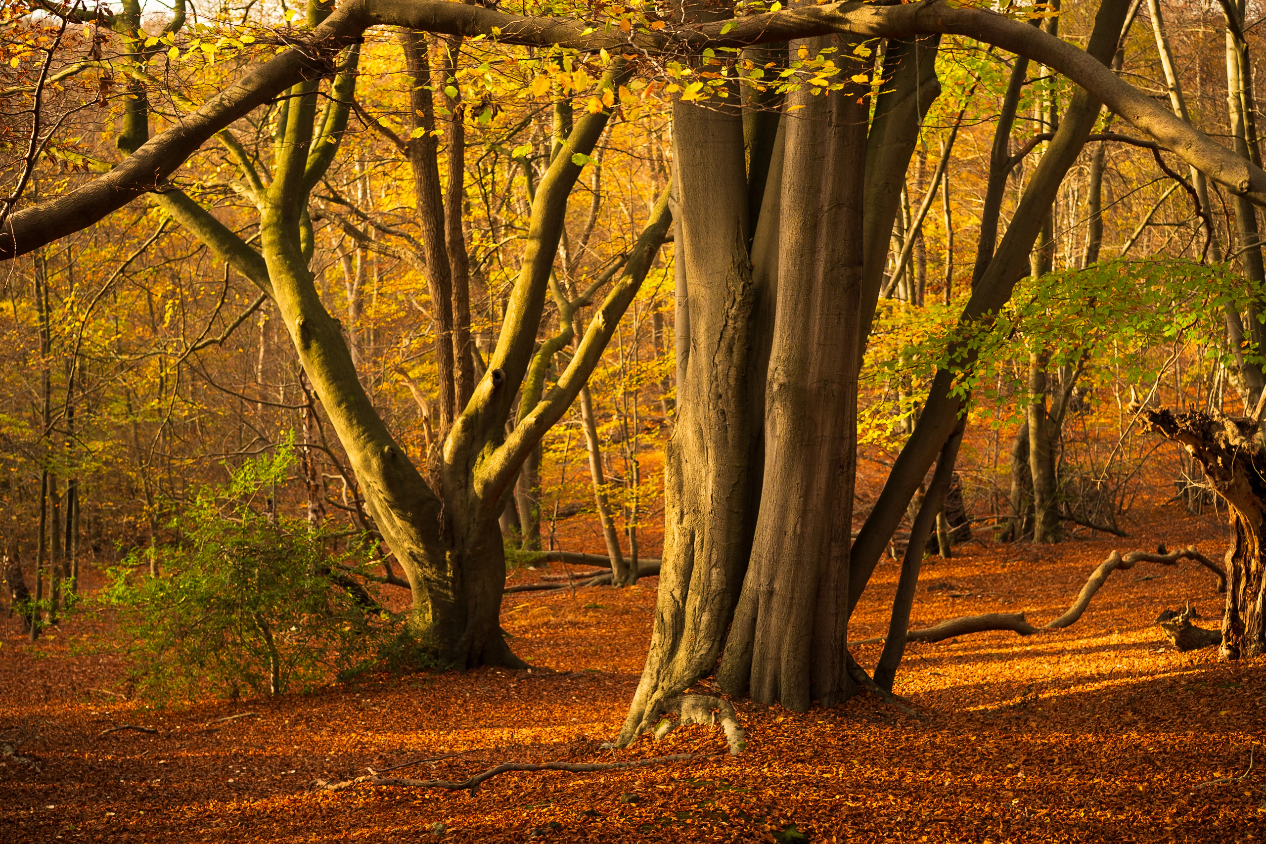 Broad autumn woodland with orange ground