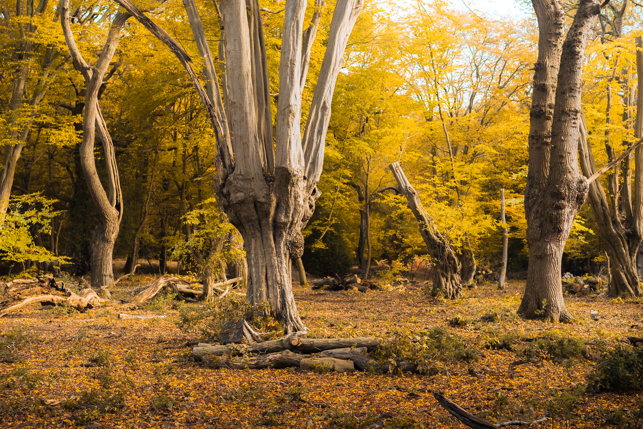 Ancient pollarded trees in golden forest