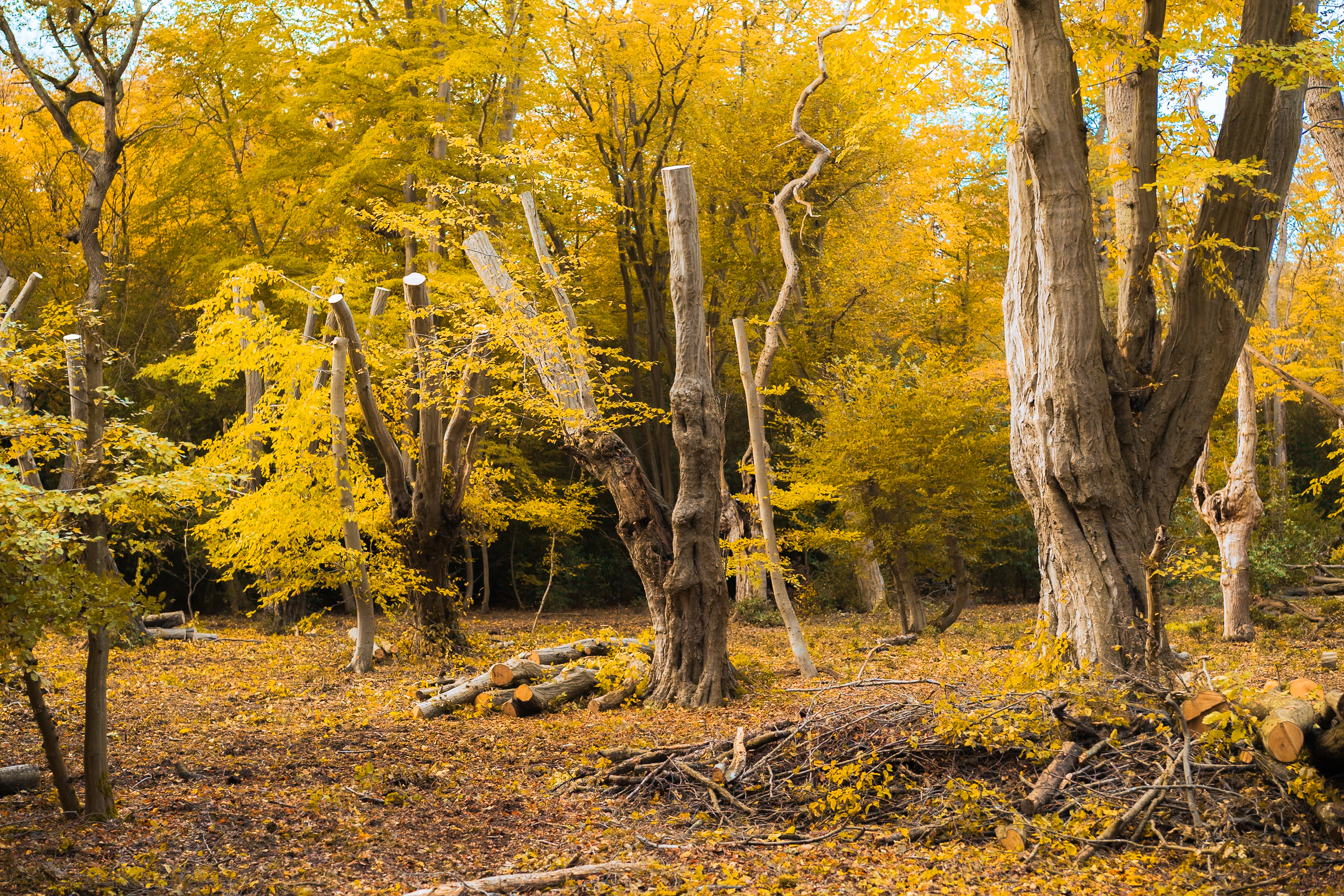 Yellow woodland shaped by old cut trunks