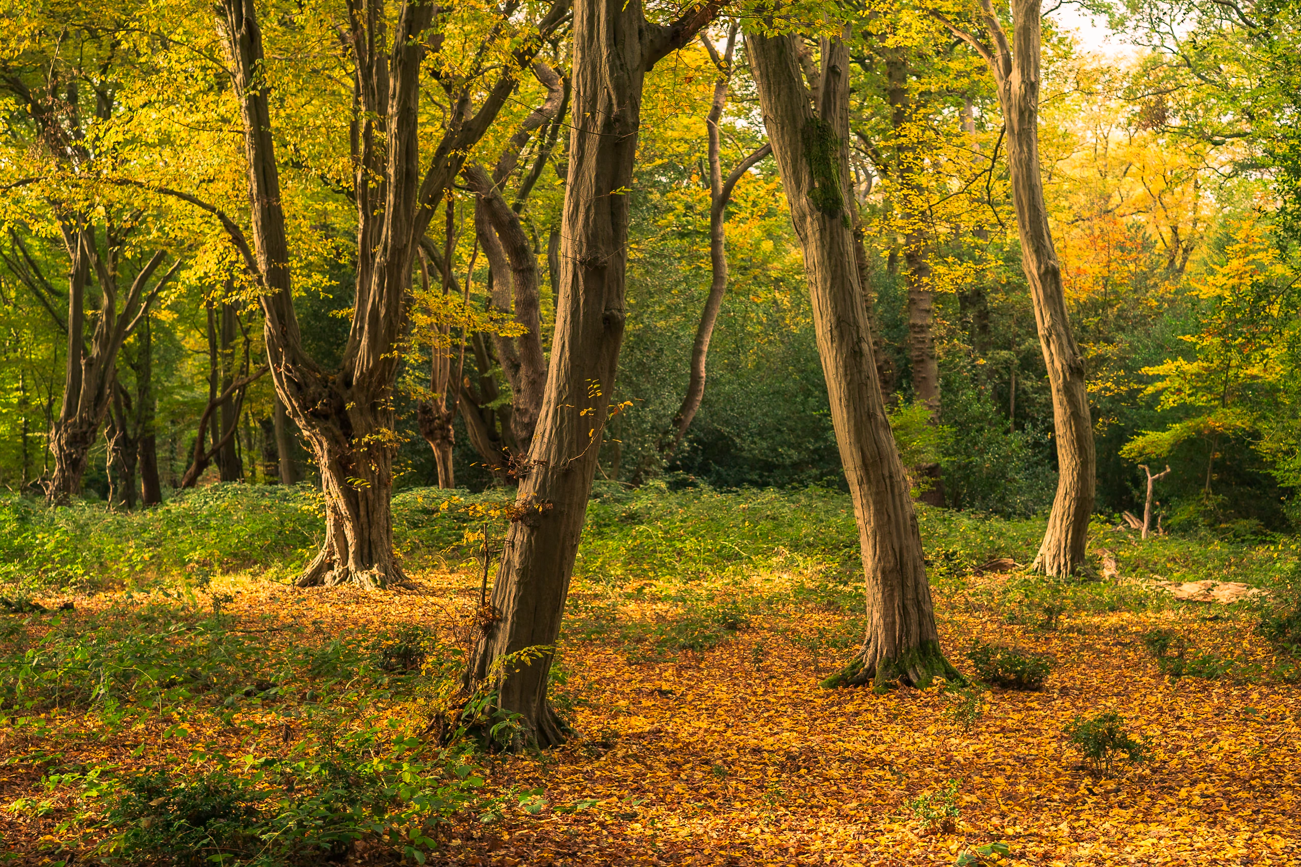 A quiet woodland floor between slender trunks