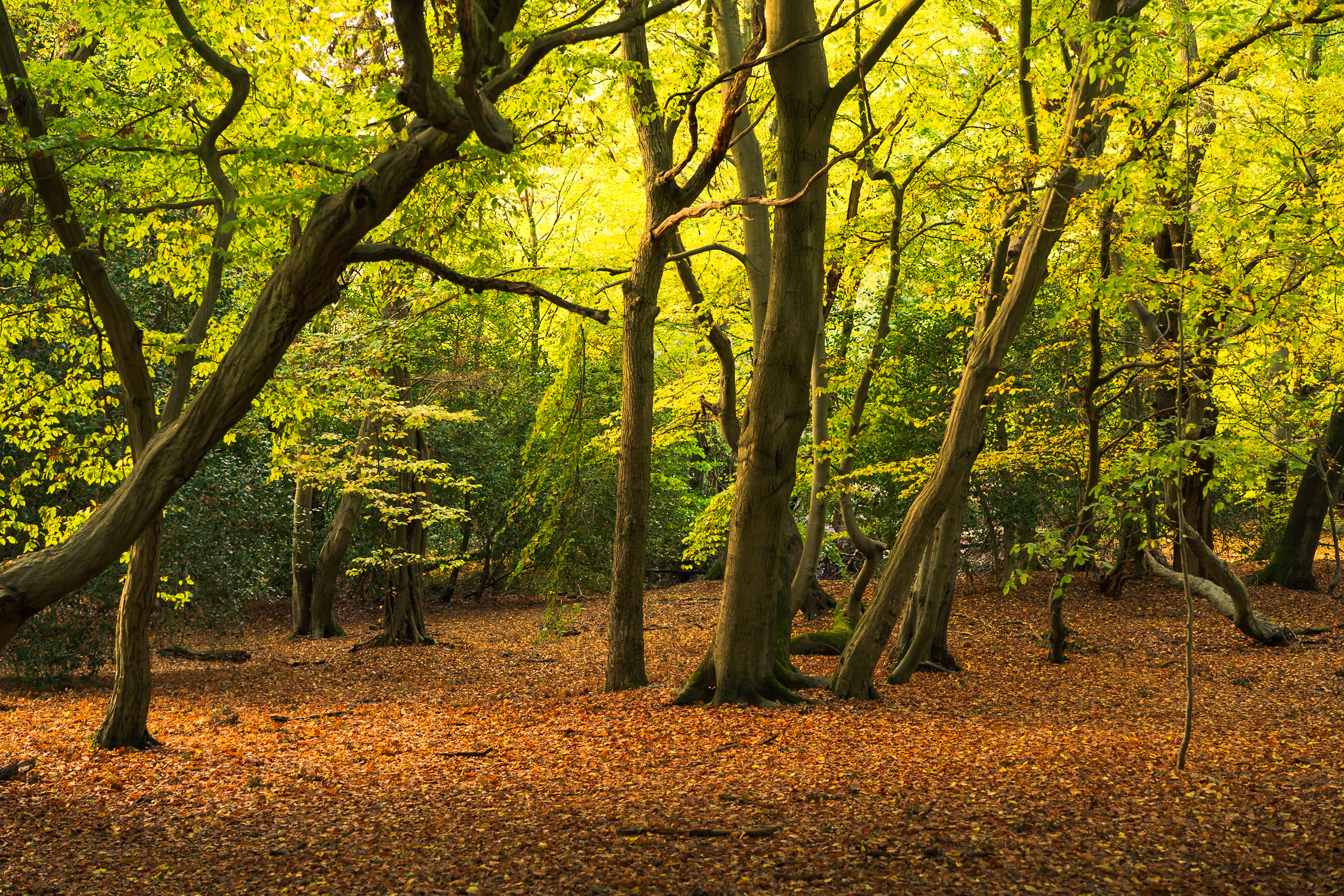 A green and gold canopy over the autumn ground