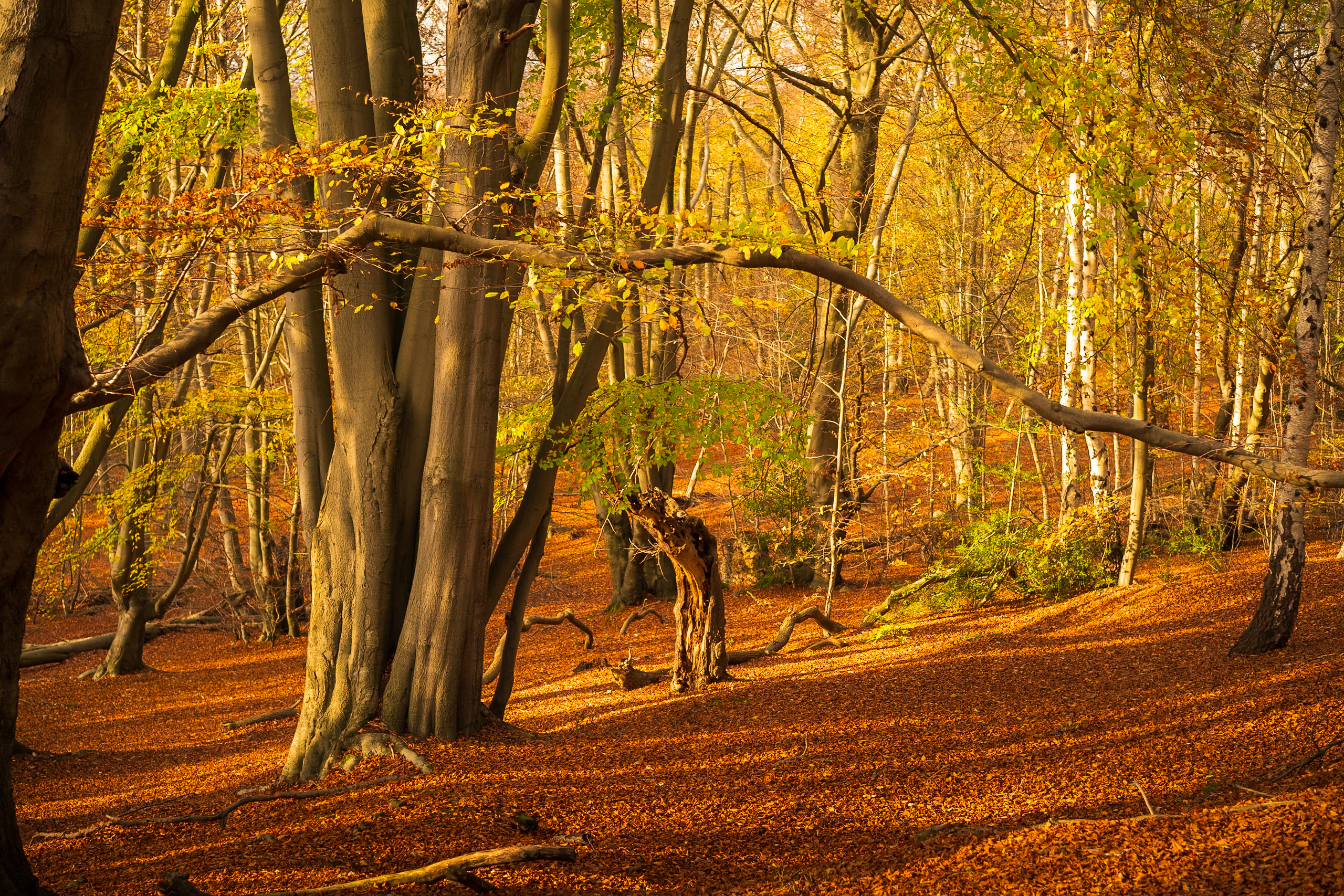 Late autumn sunlight spreading across Epping Forest