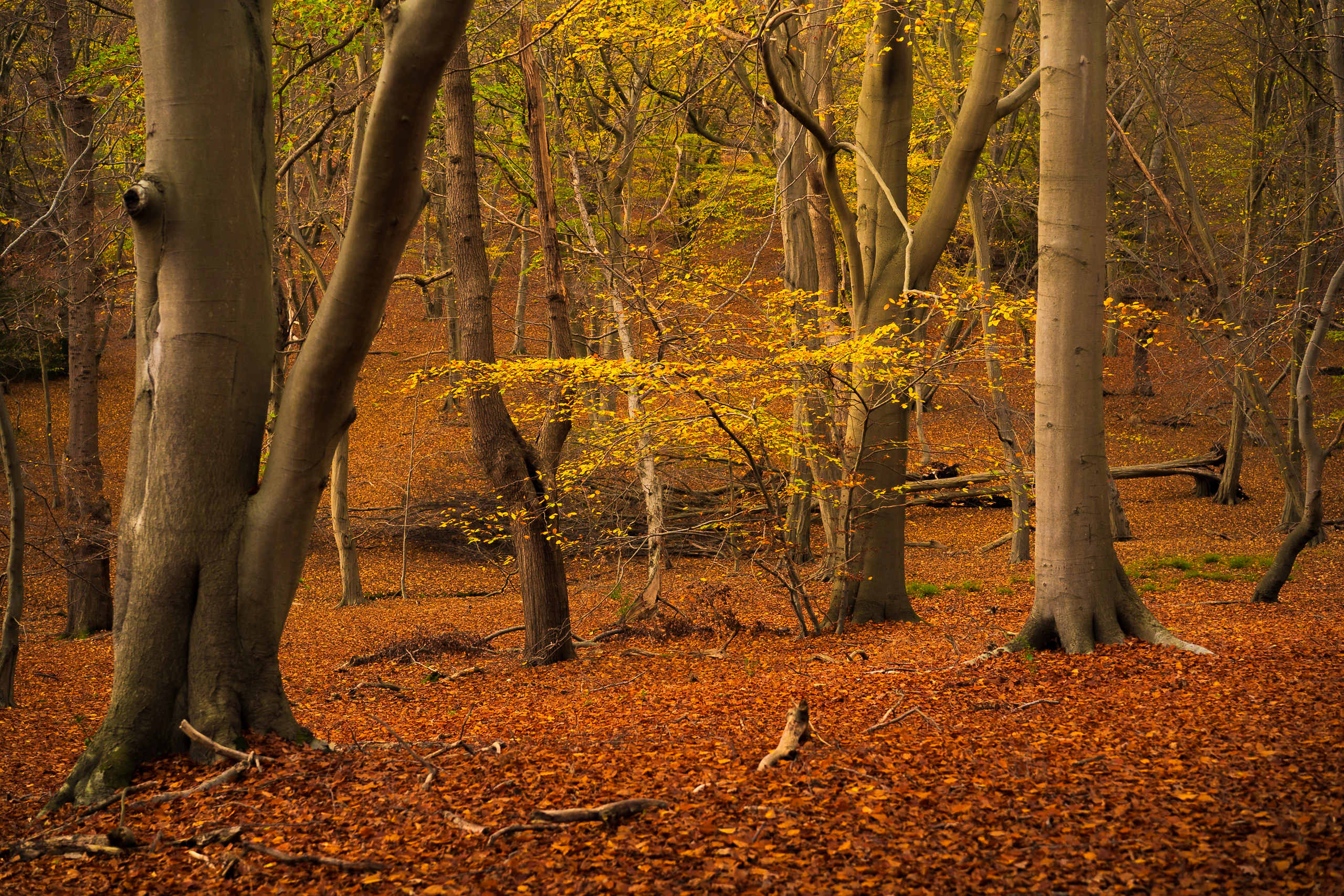 Layers of orange leaves and pale forest trunks