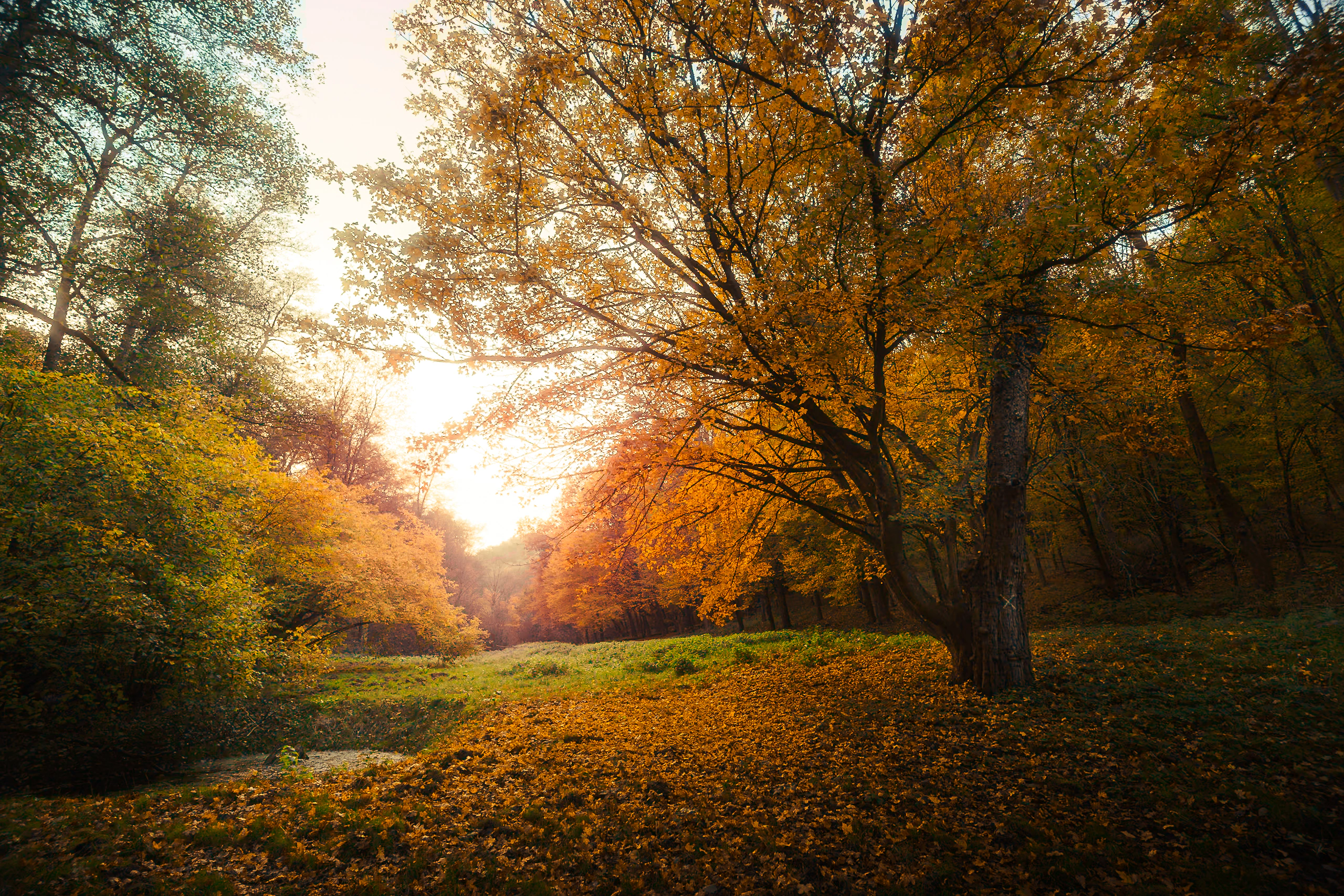 A luminous autumn clearing beneath old trees at Divoká Šárka