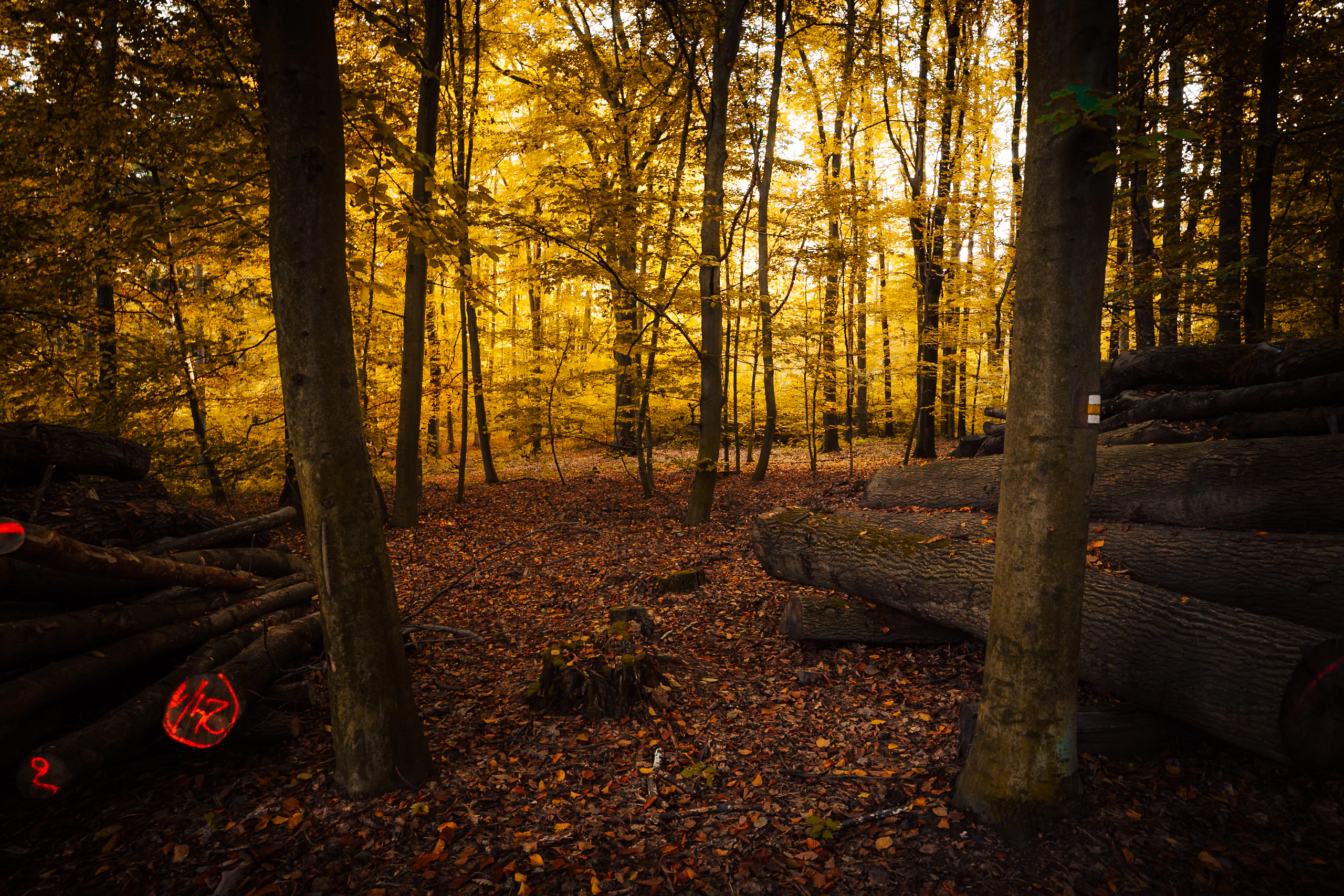 Golden autumn woodland with fallen trunks and deep shadow