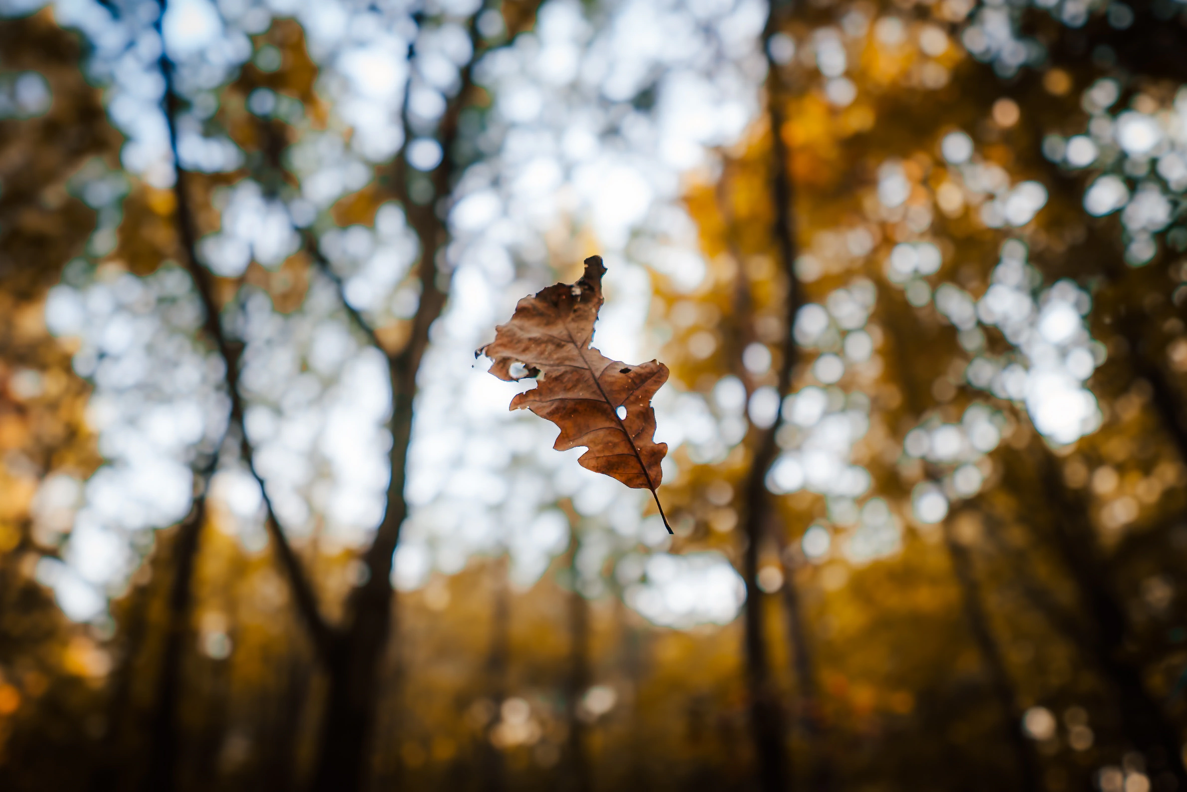 A single dry oak leaf suspended against glowing autumn bokeh