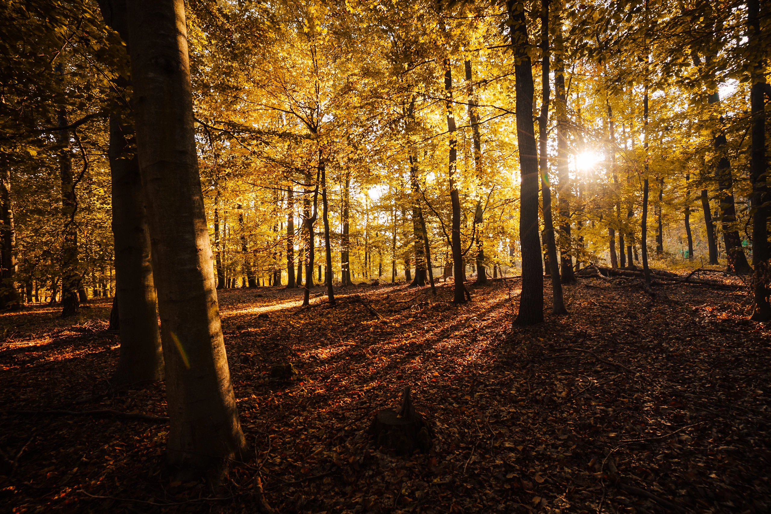 Low autumn sunlight casting long shadows through a golden forest