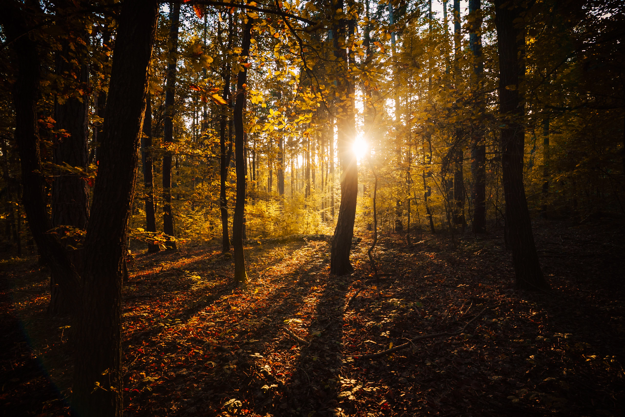 A shaft of warm sunlight entering a dark autumn forest