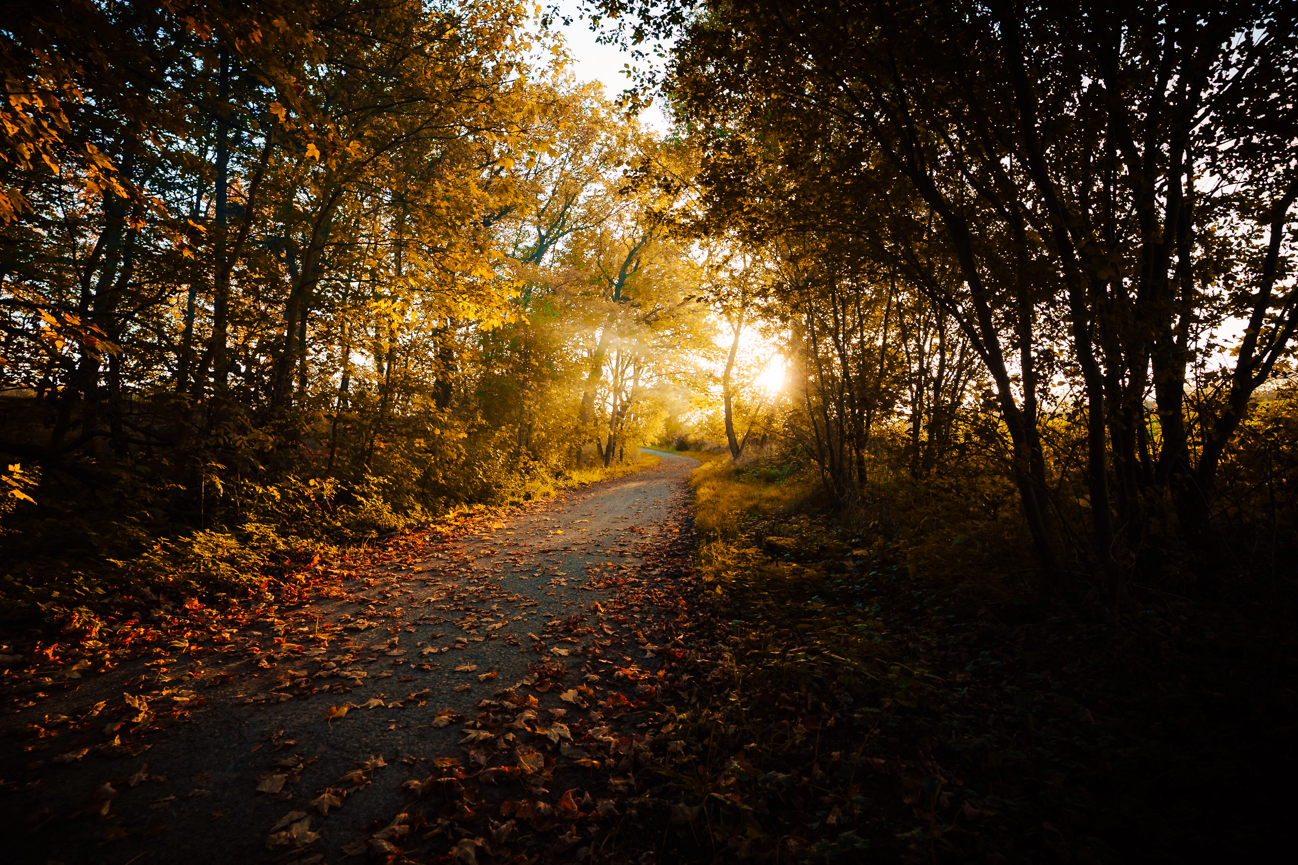 An autumn path curving towards the low sun between dark trees