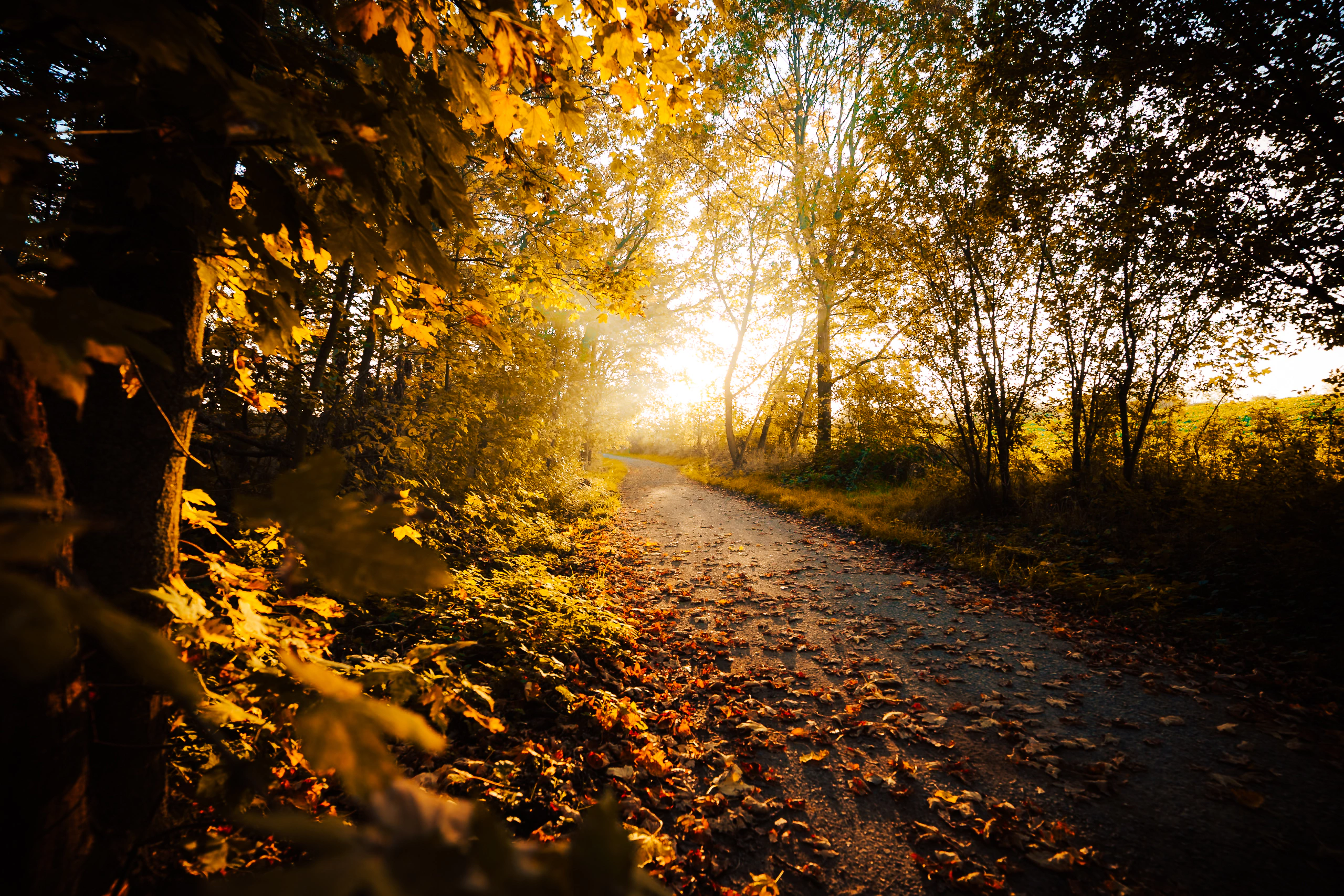 A sunlit autumn path framed by glowing leaves and deep shade