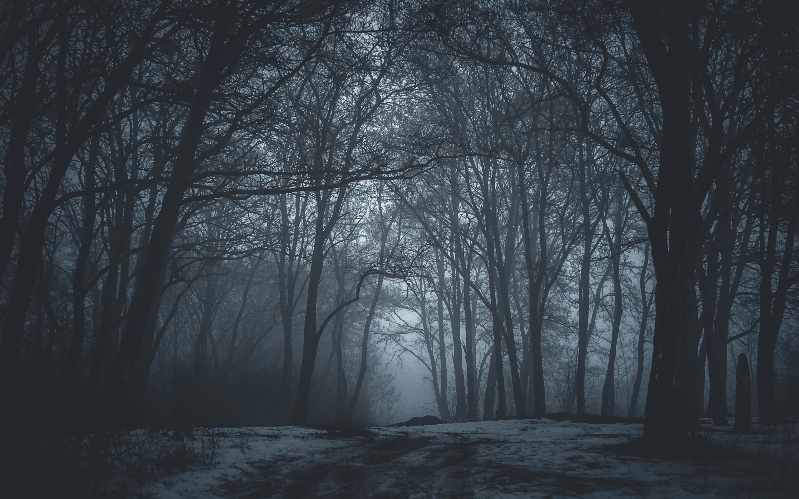 Winter woodland disappearing into dense blue-grey fog