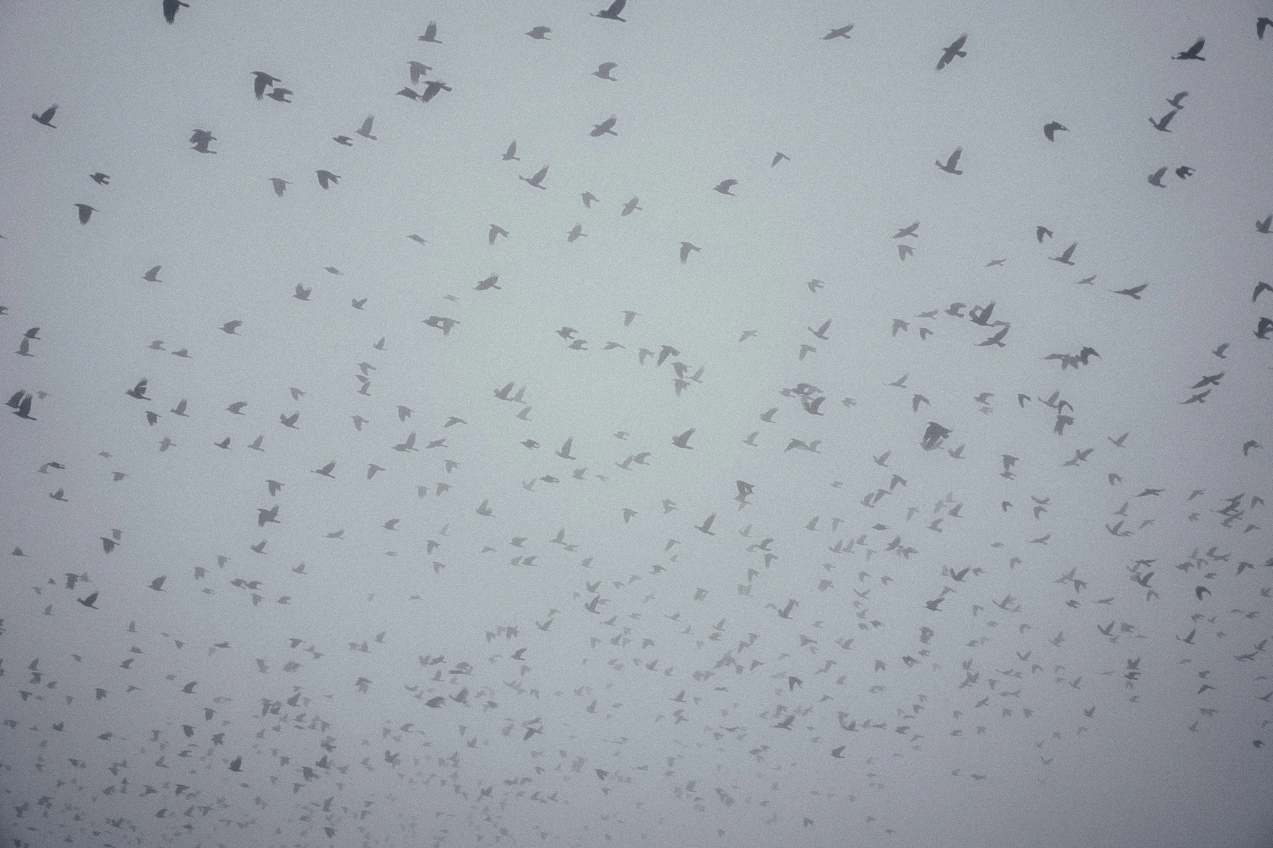 A flock of birds dissolving into a pale fog-filled sky