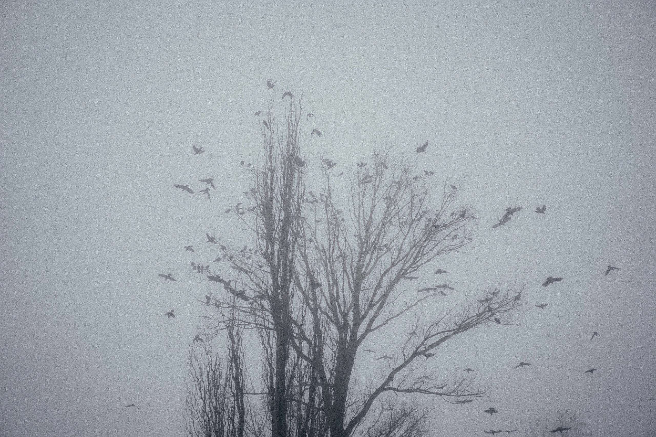 Birds circling bare winter trees in dense fog