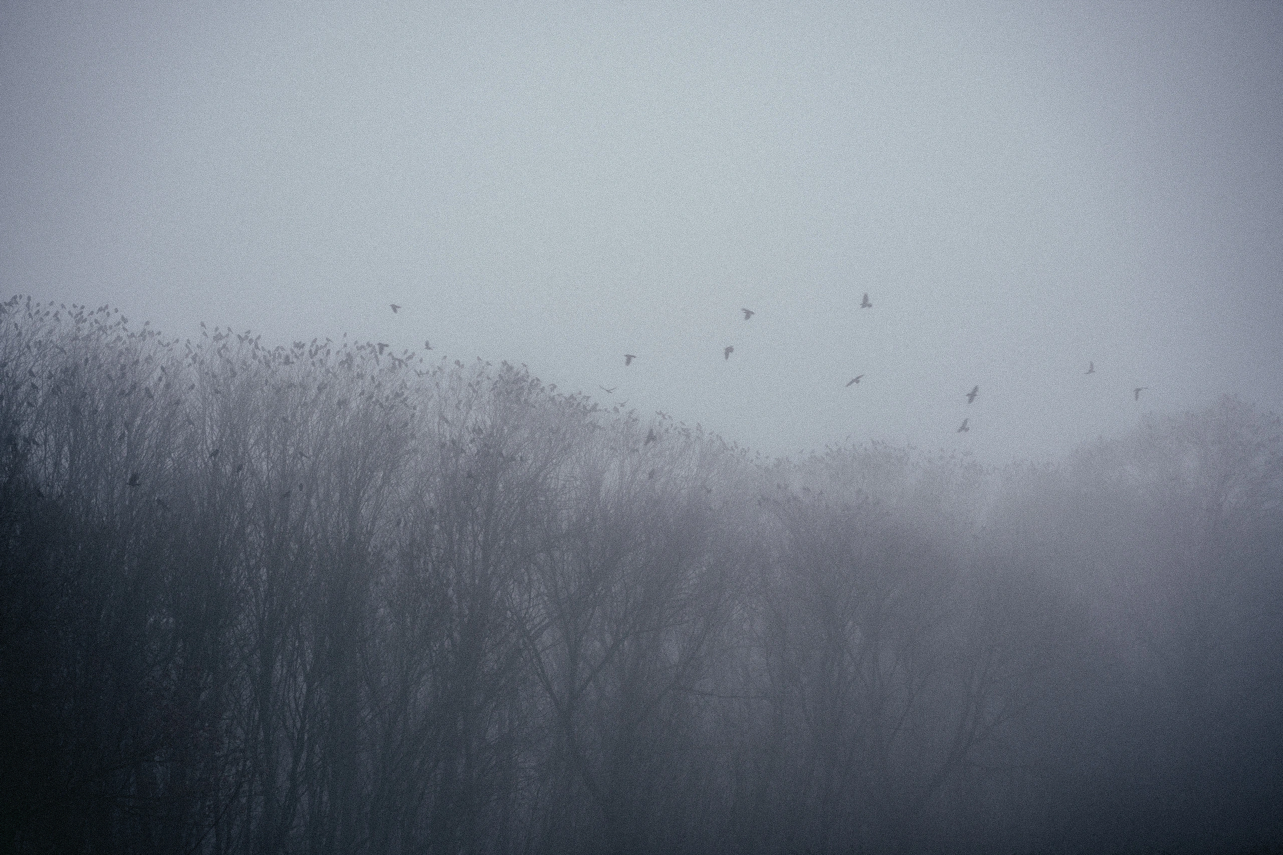 A fog-covered wooded ridge with scattered birds emerging above it
