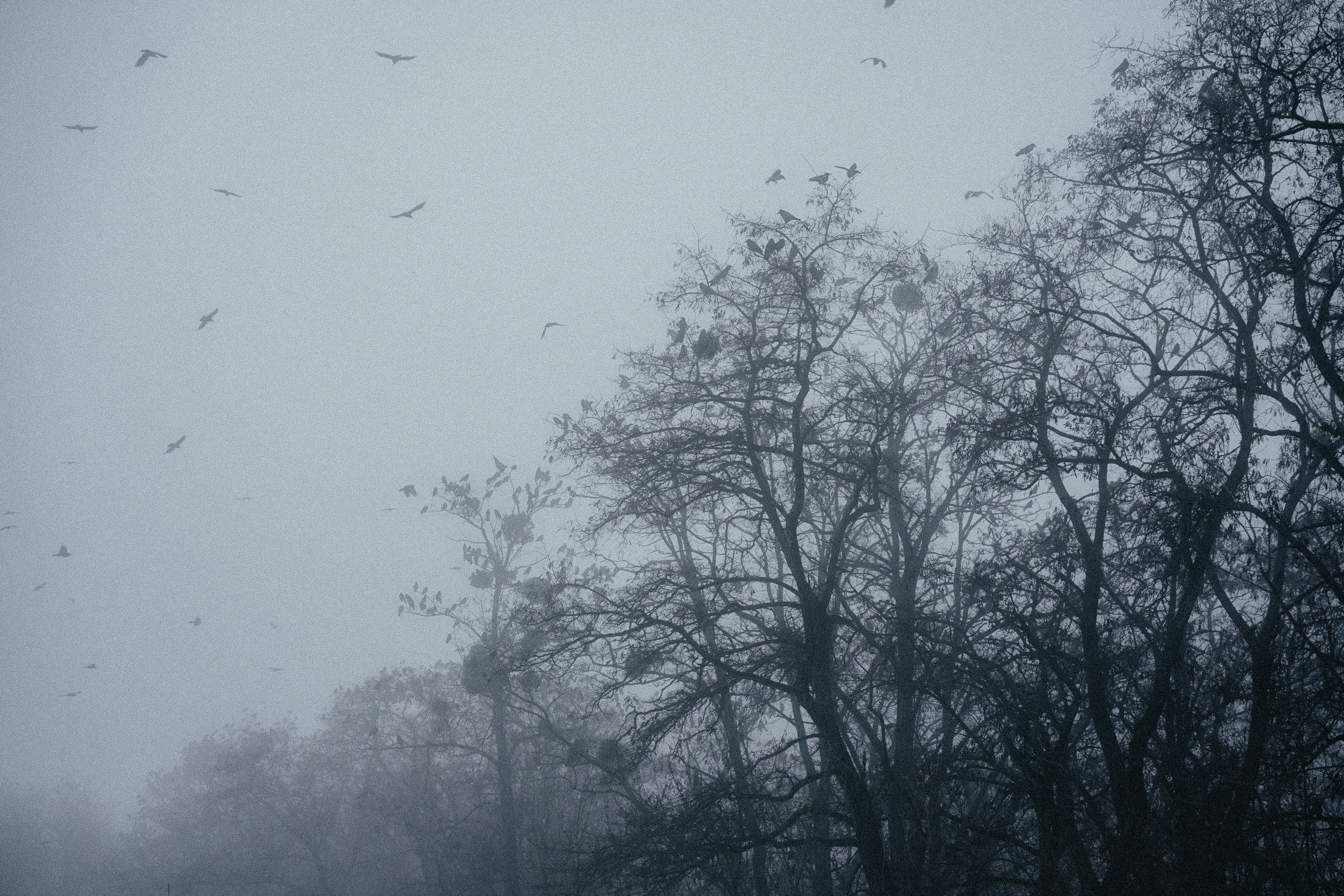 Birds moving around dark bare trees fading into winter mist