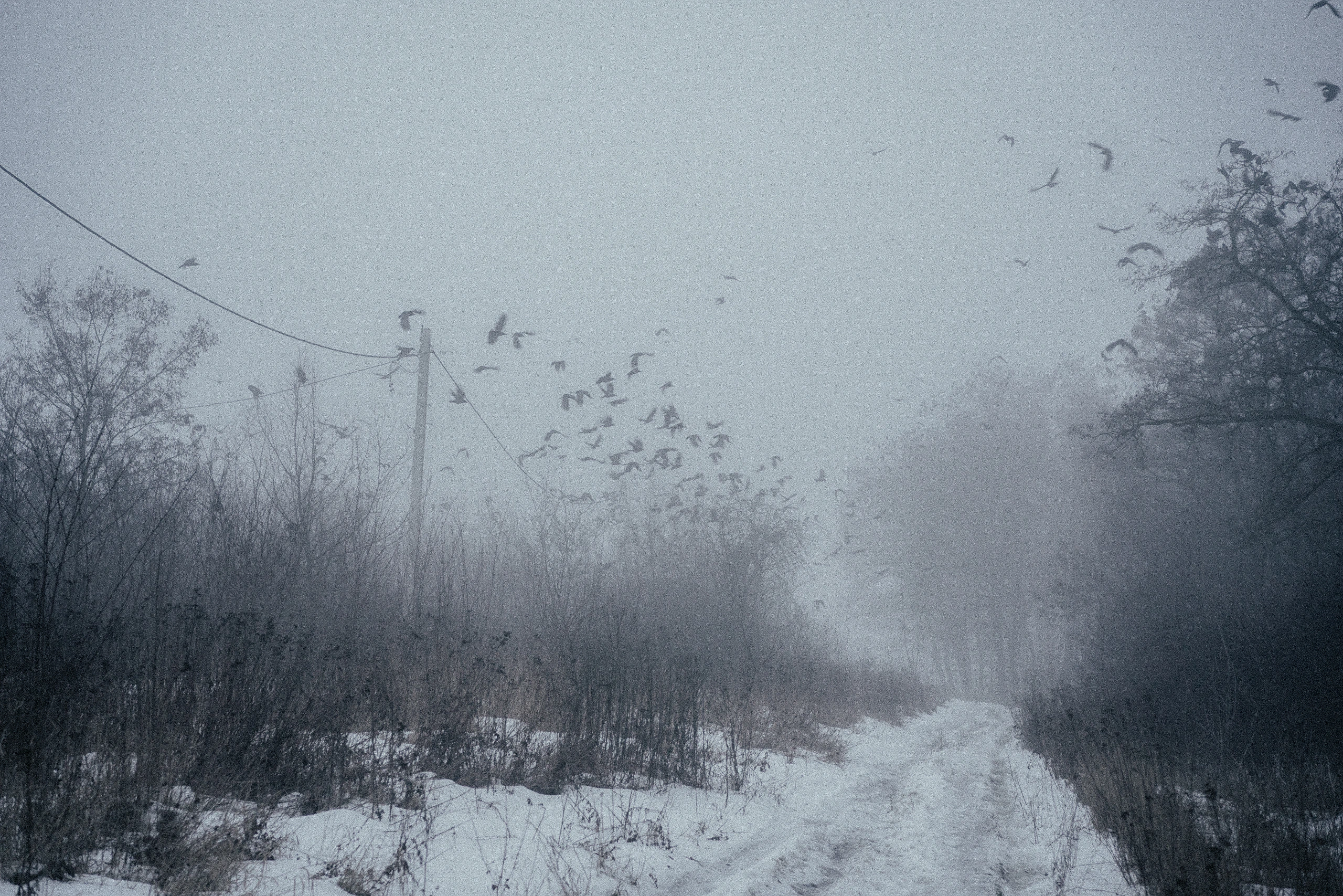 A snow-covered path beneath a flock of birds and utility lines in thick fog