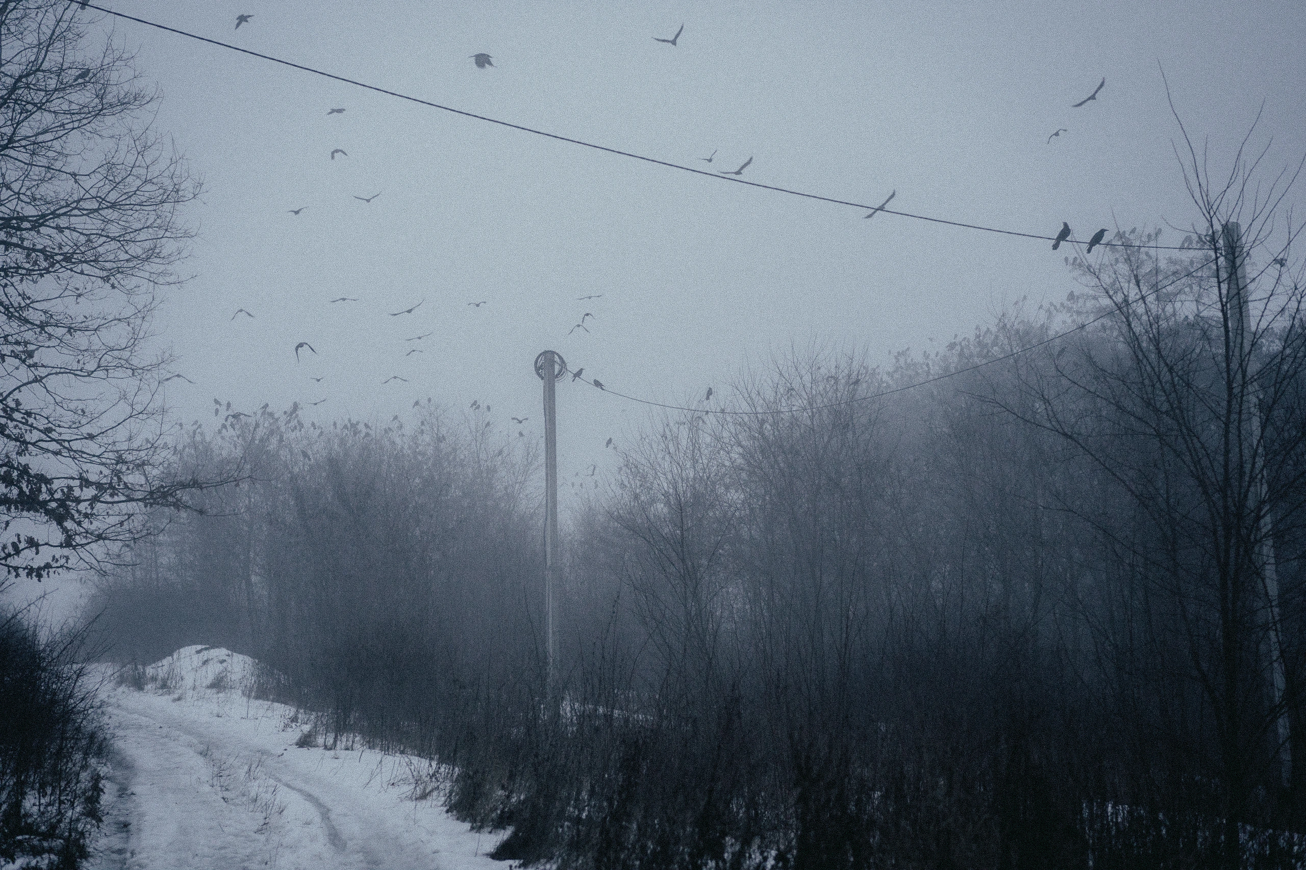 Birds crossing a foggy winter path and resting on overhead wires