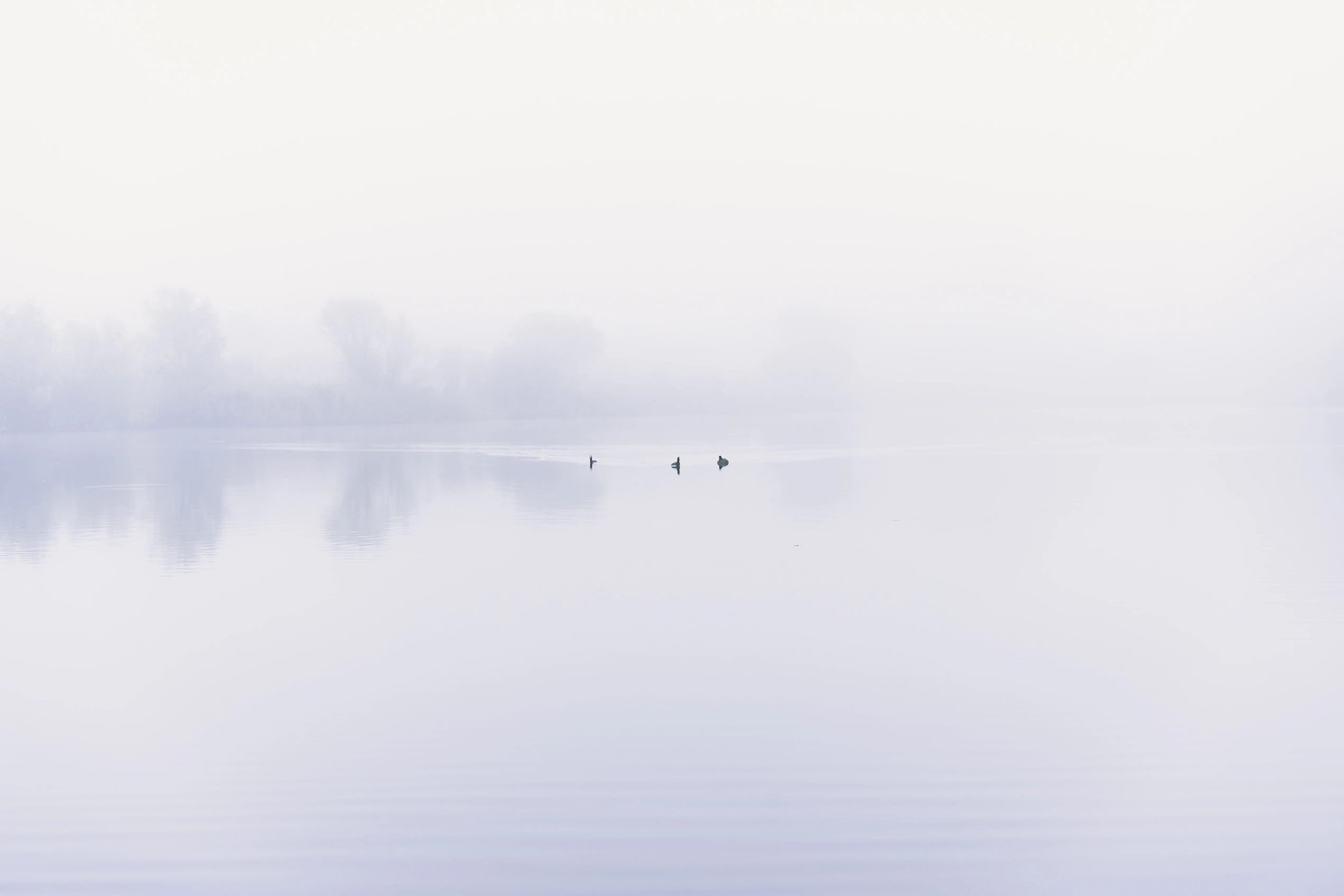 Three waterbirds drifting across a lake almost erased by pale fog