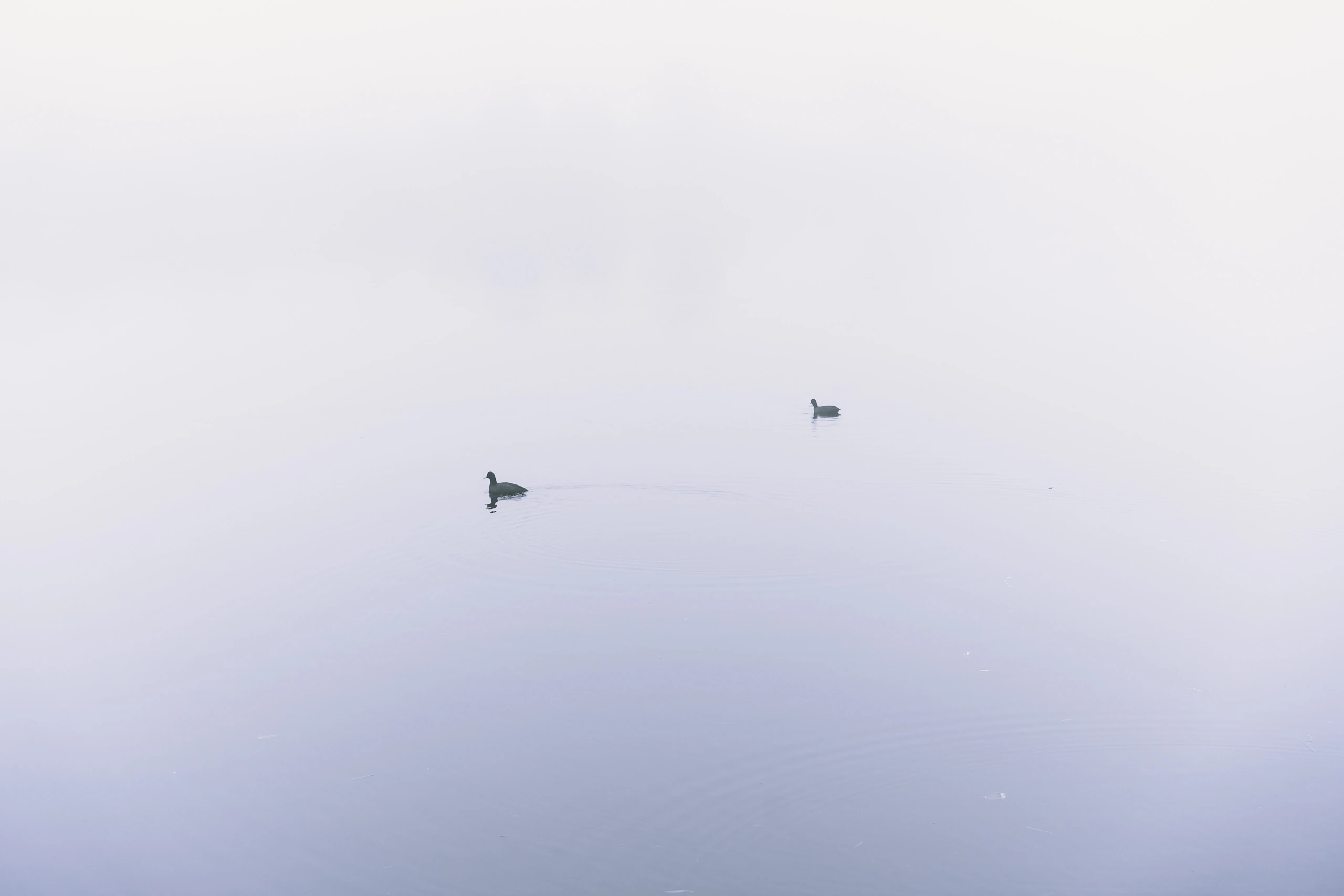 Two distant waterbirds leaving quiet trails through a fog-covered lake