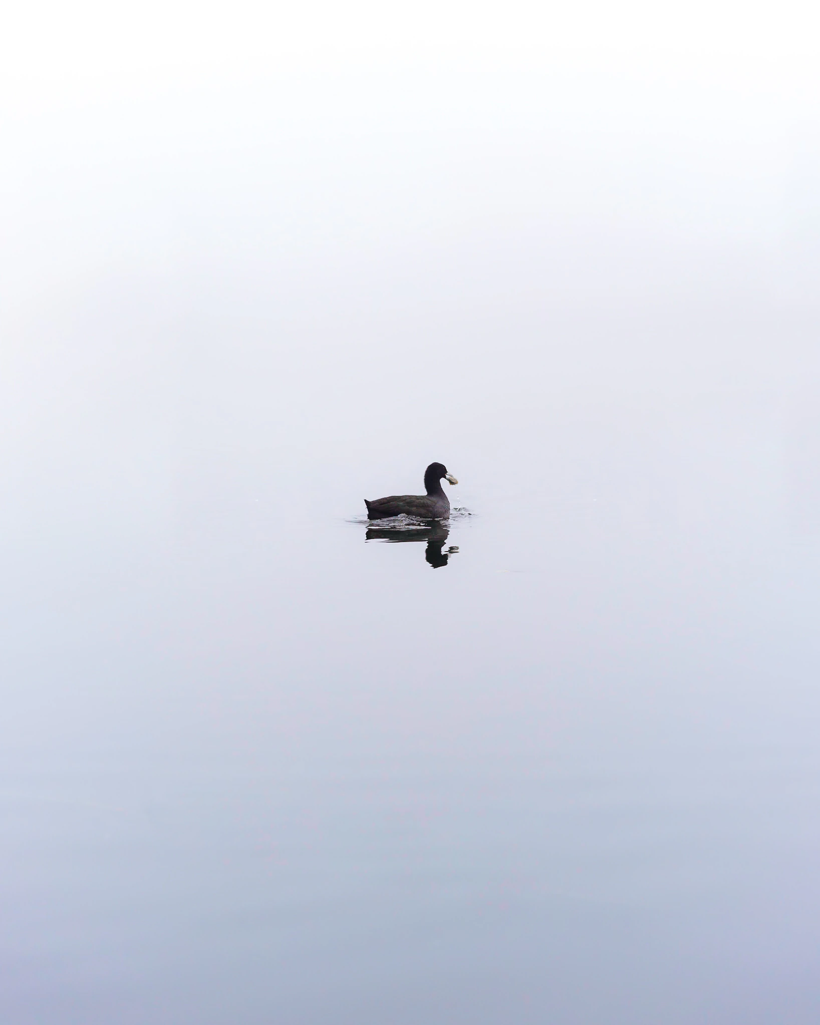 A lone dark waterbird suspended in pale mist and its reflection