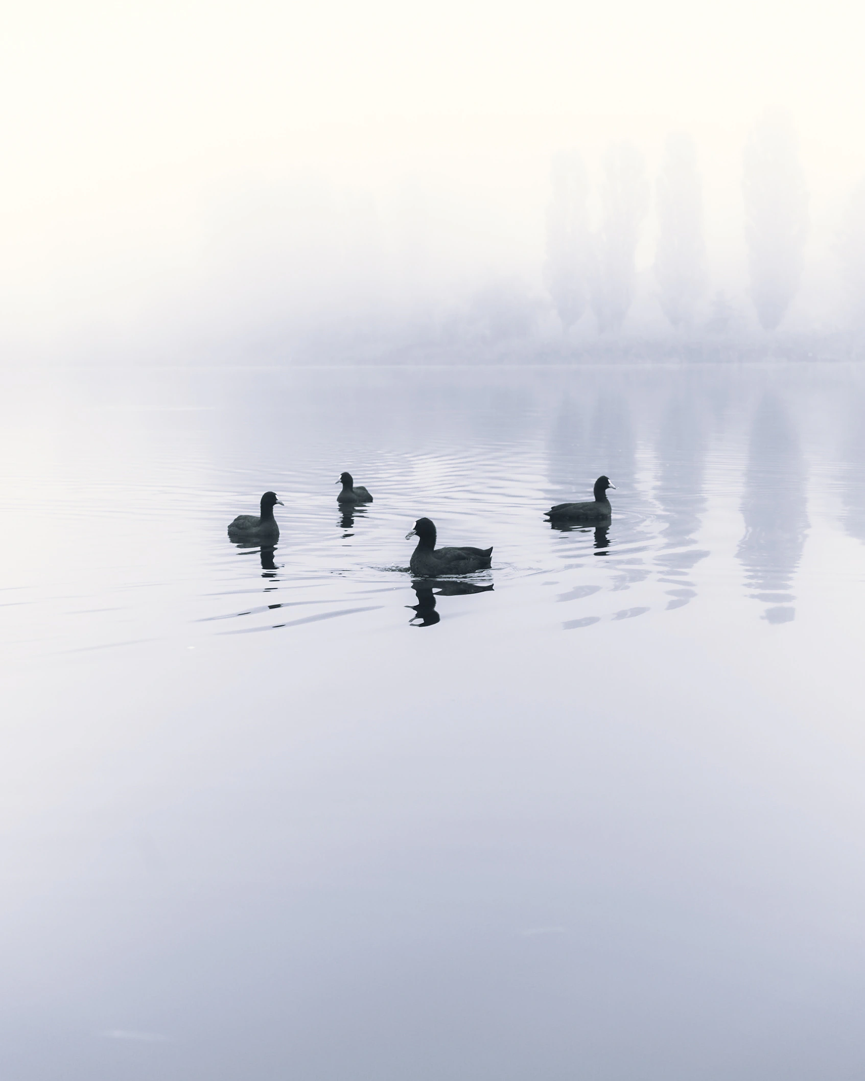 Four dark waterbirds gathered on still water beneath a veil of fog