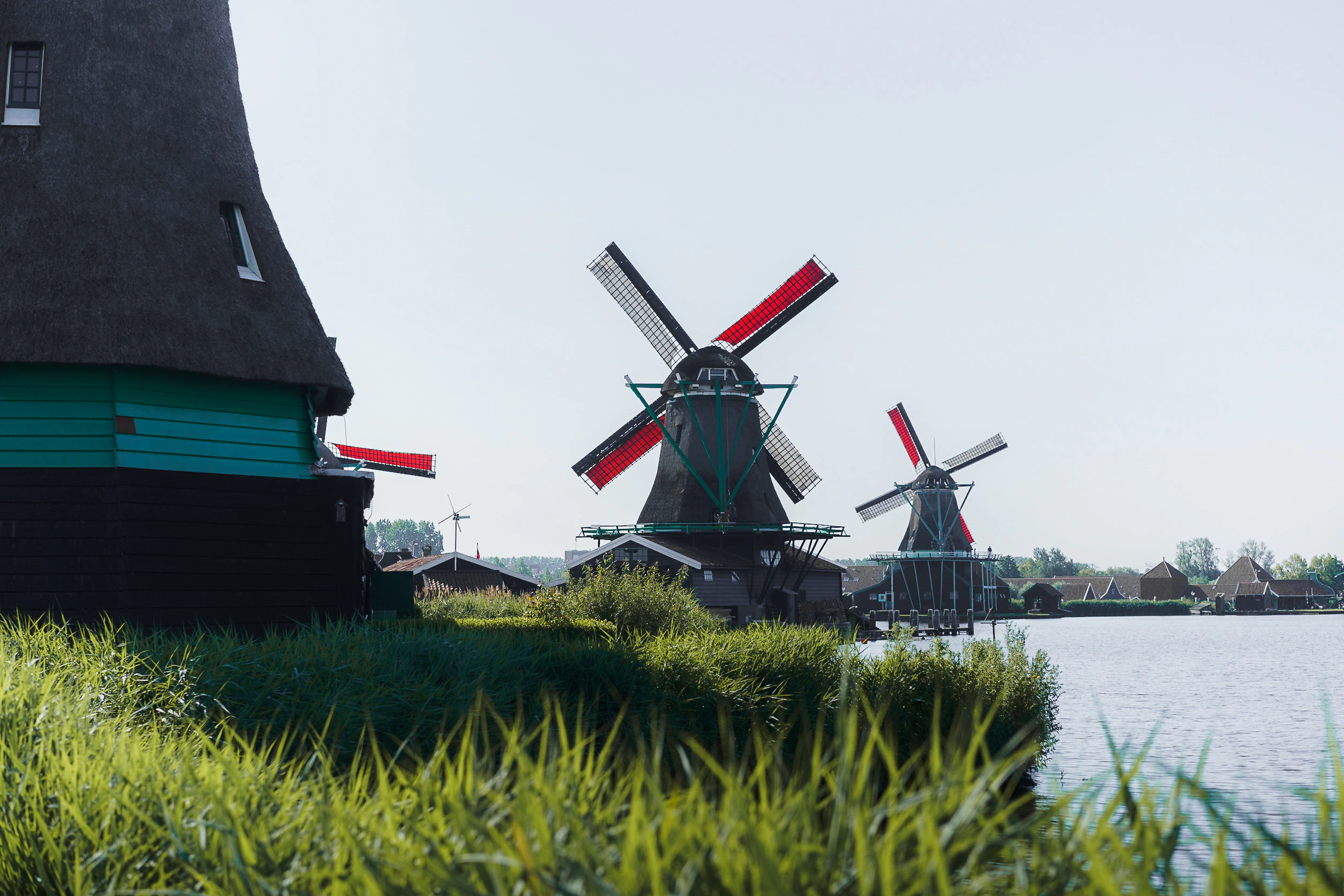 Three windmills with red sails beyond bright reeds and water