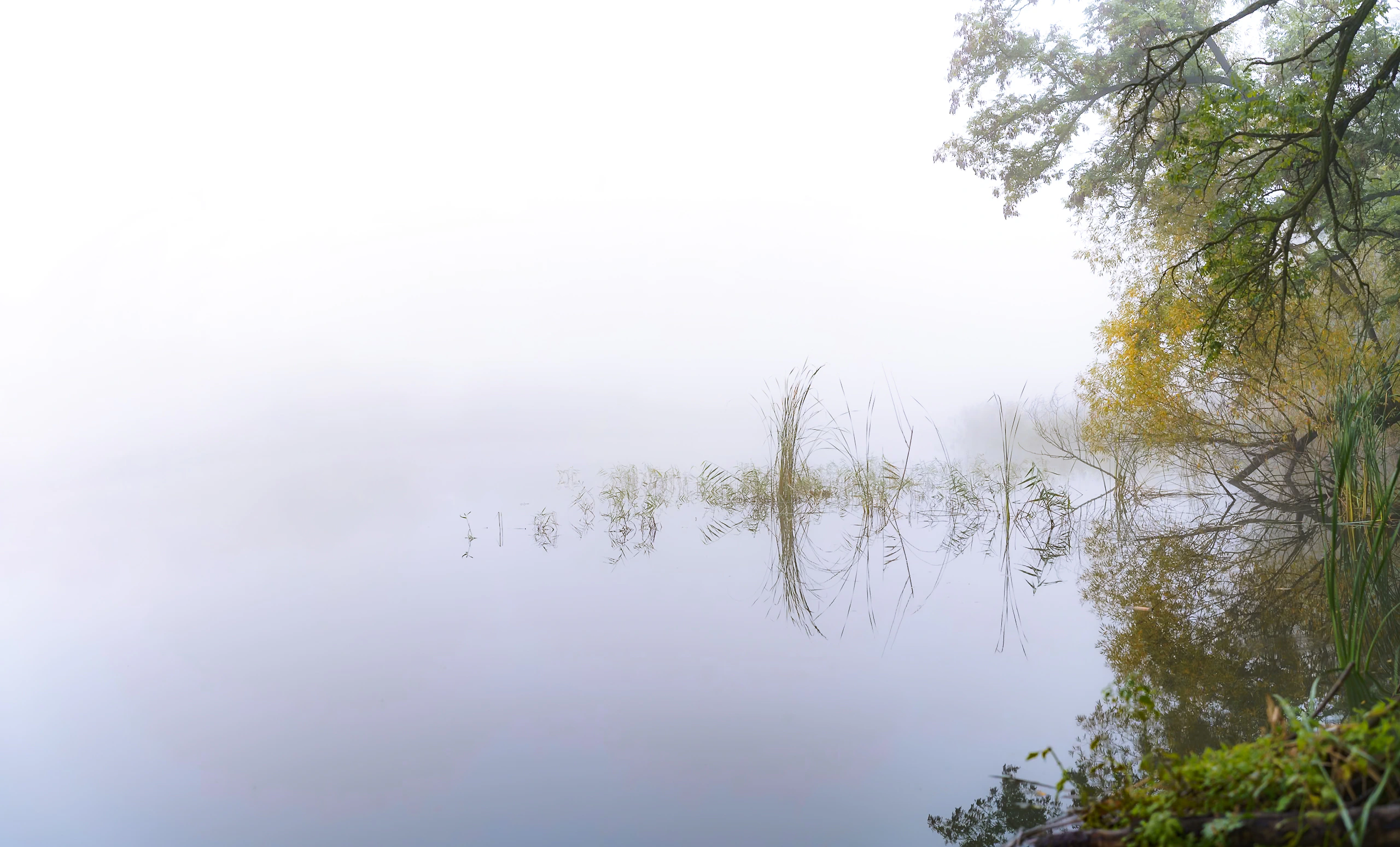 A mist-covered lake bordered by reeds and an overhanging tree