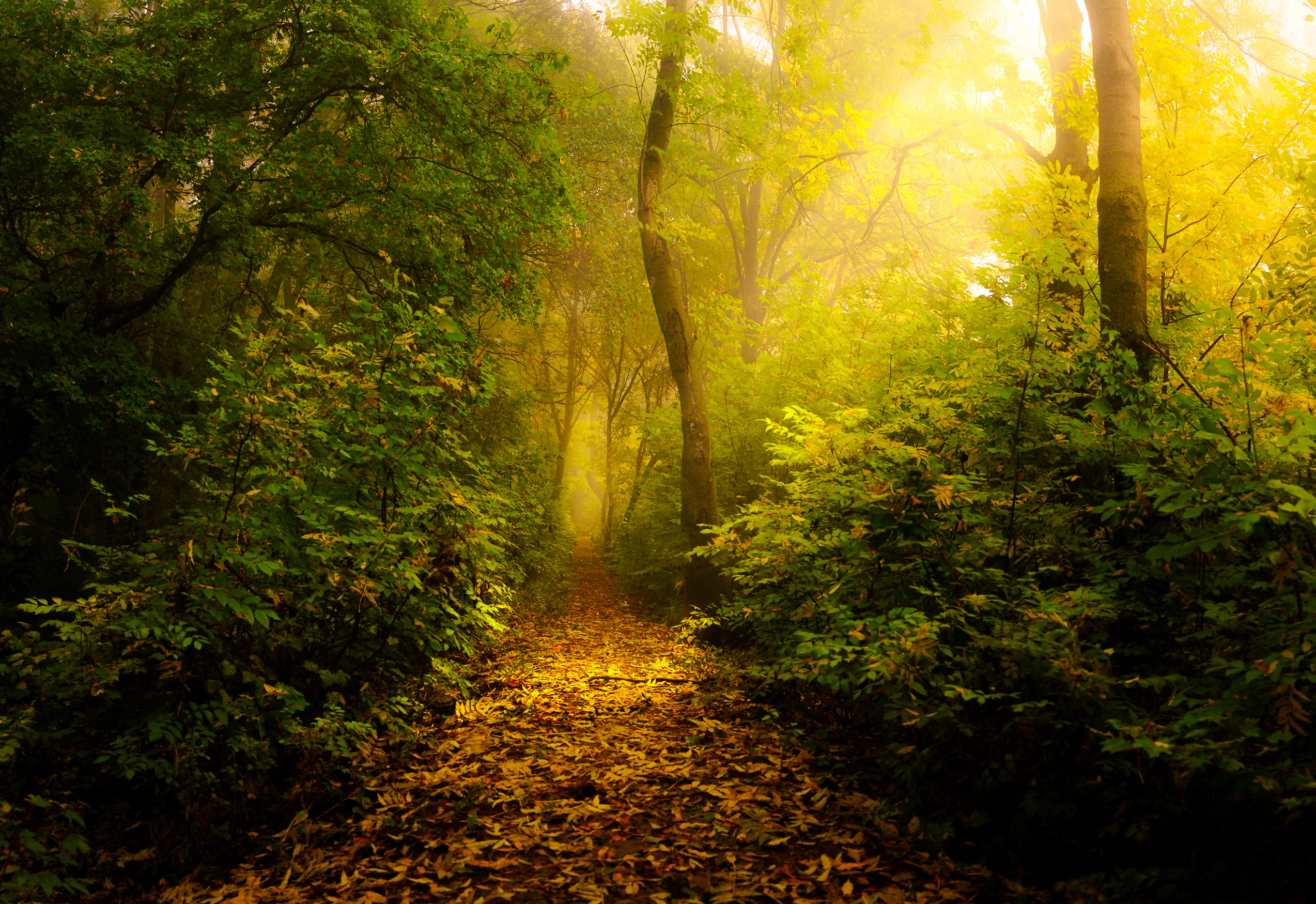 A woodland path filled with vivid golden sunlight