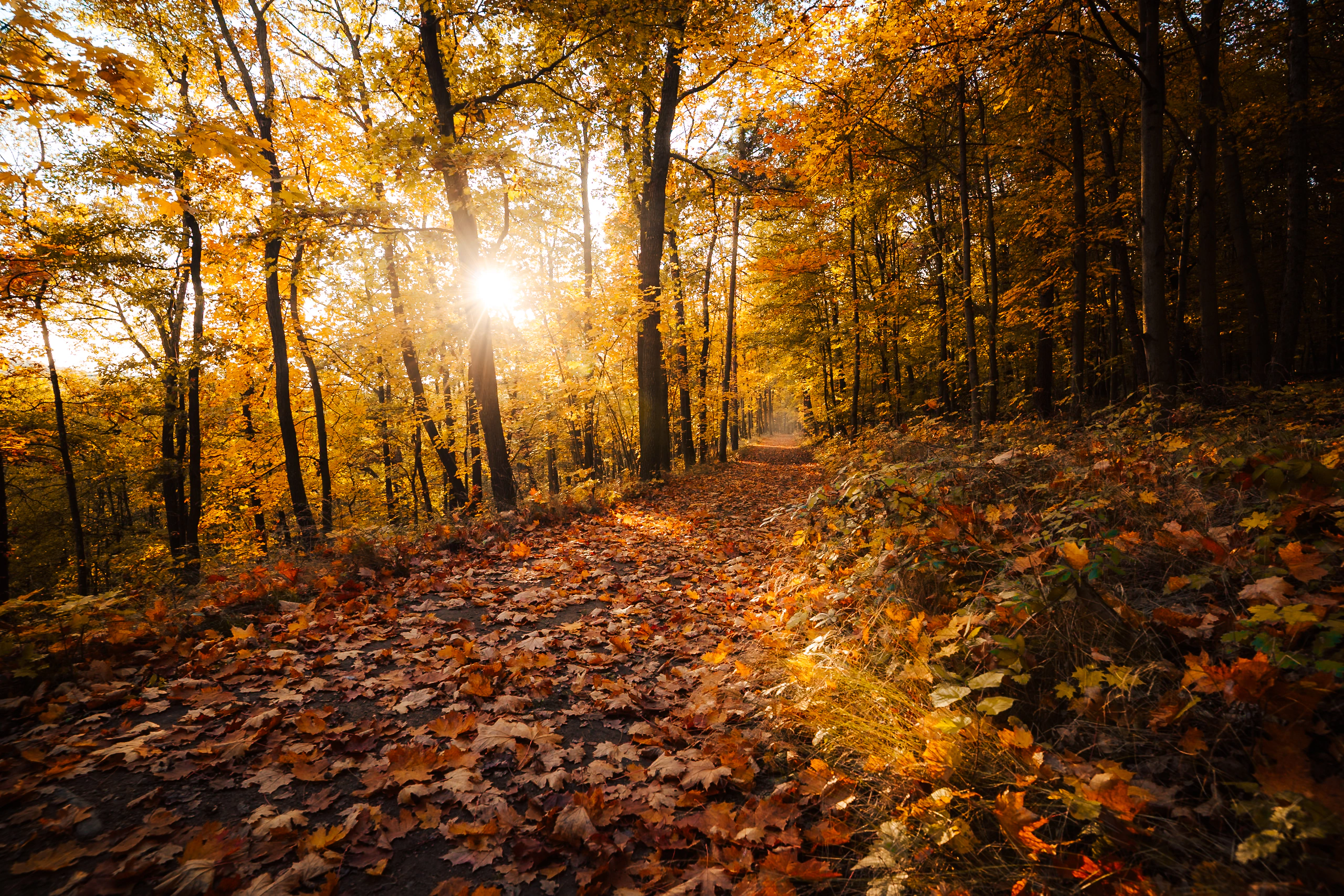 An autumn forest path glowing in low sunlight