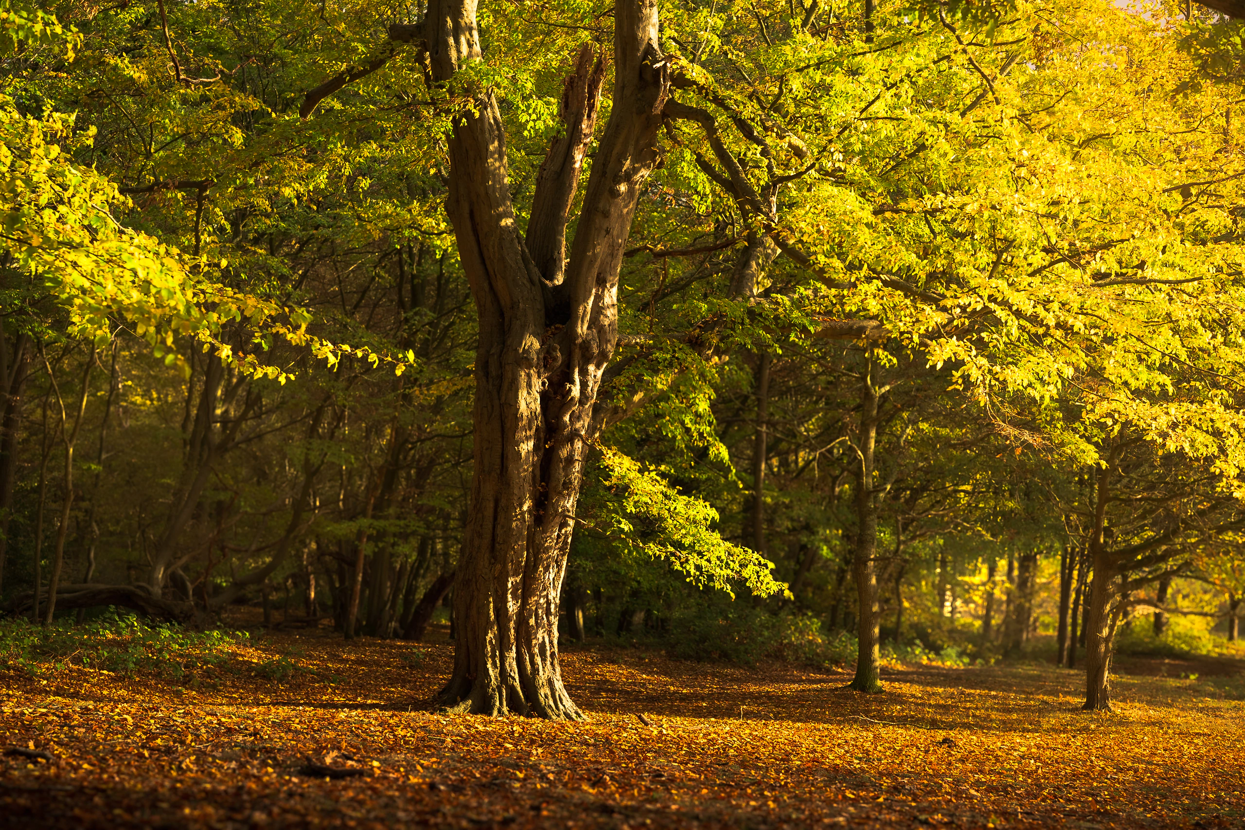 An old tree glowing in the autumn light of Epping Forest
