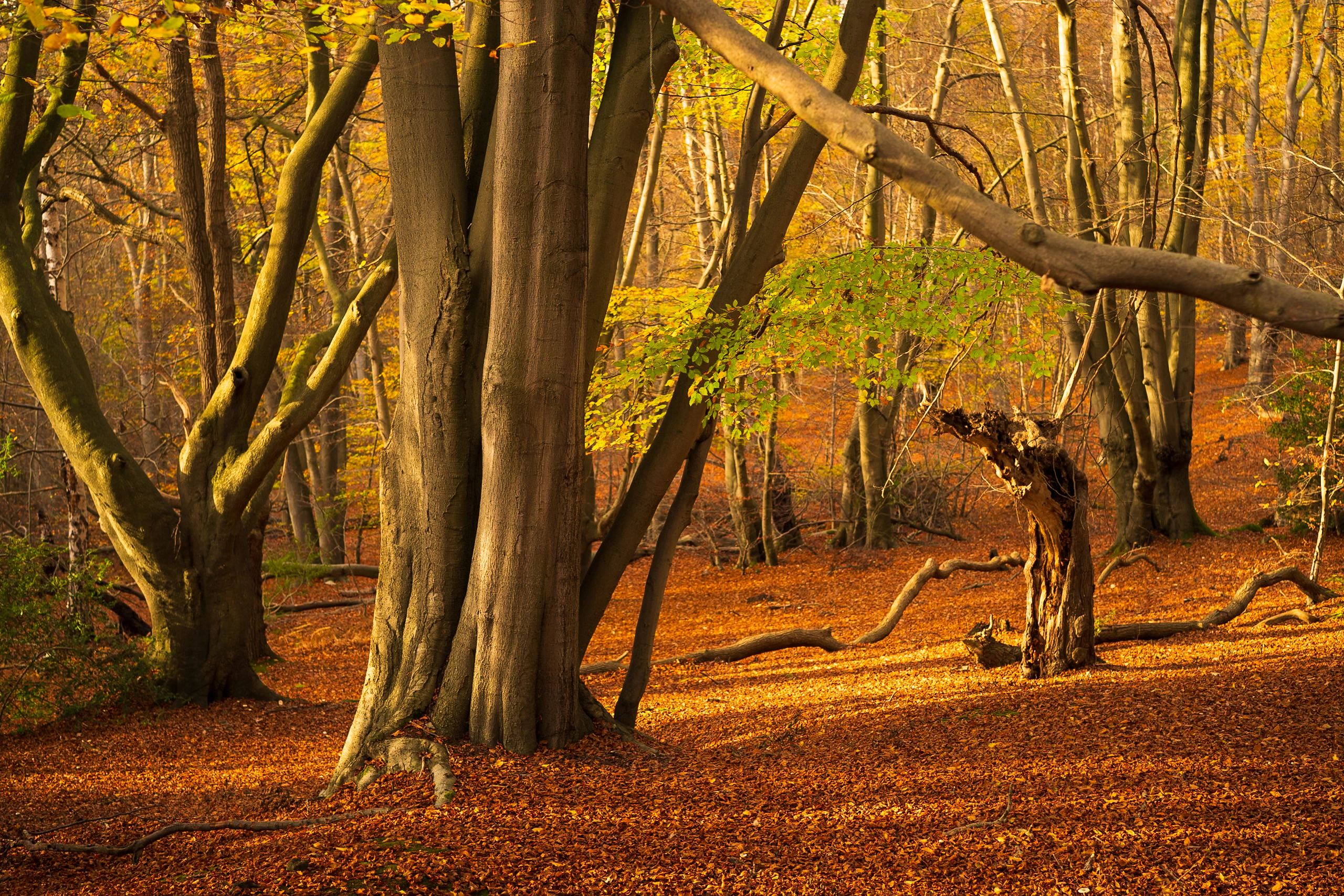 Ancient forest trees beneath golden leaves