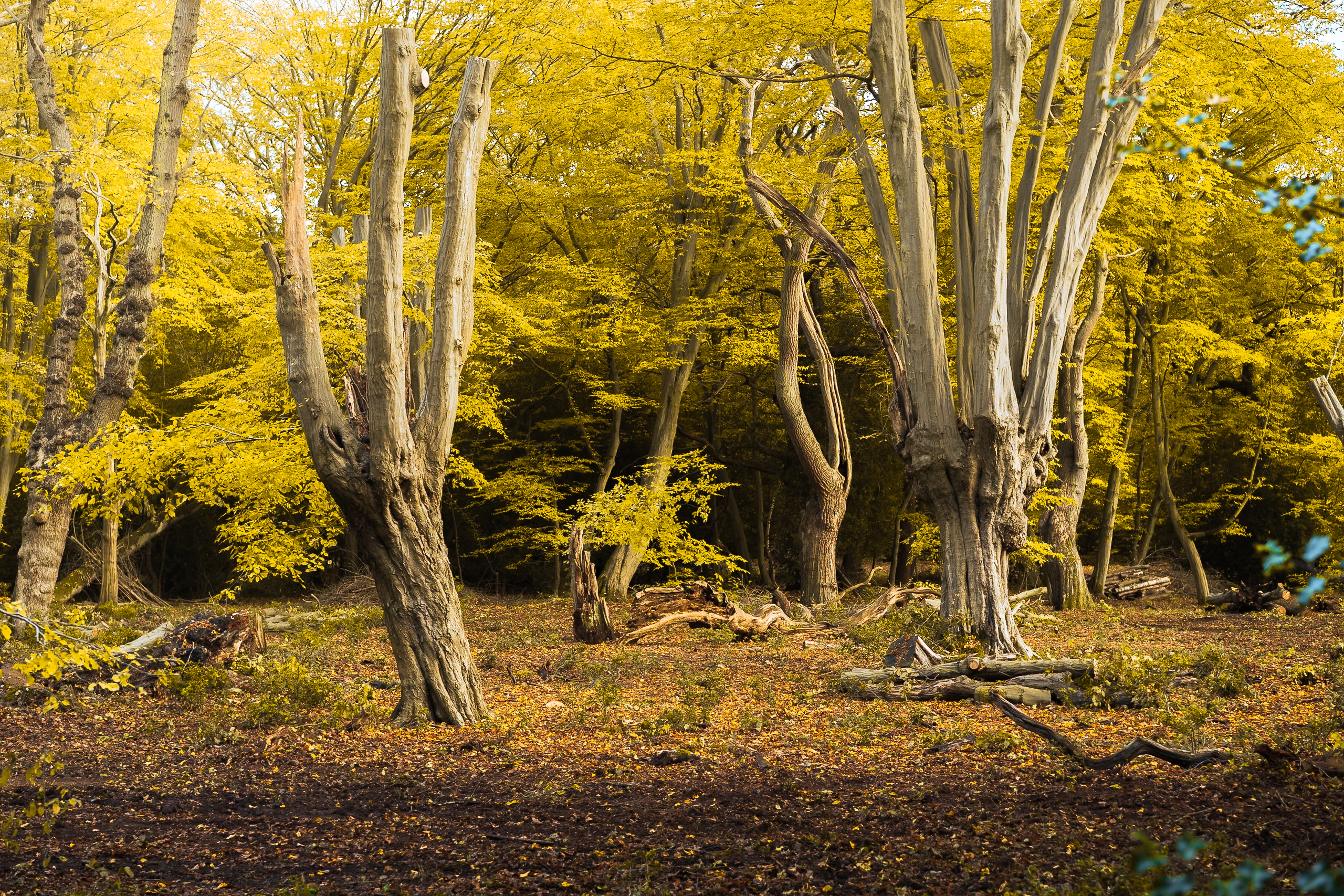 A grove of yellow trees in Epping Forest