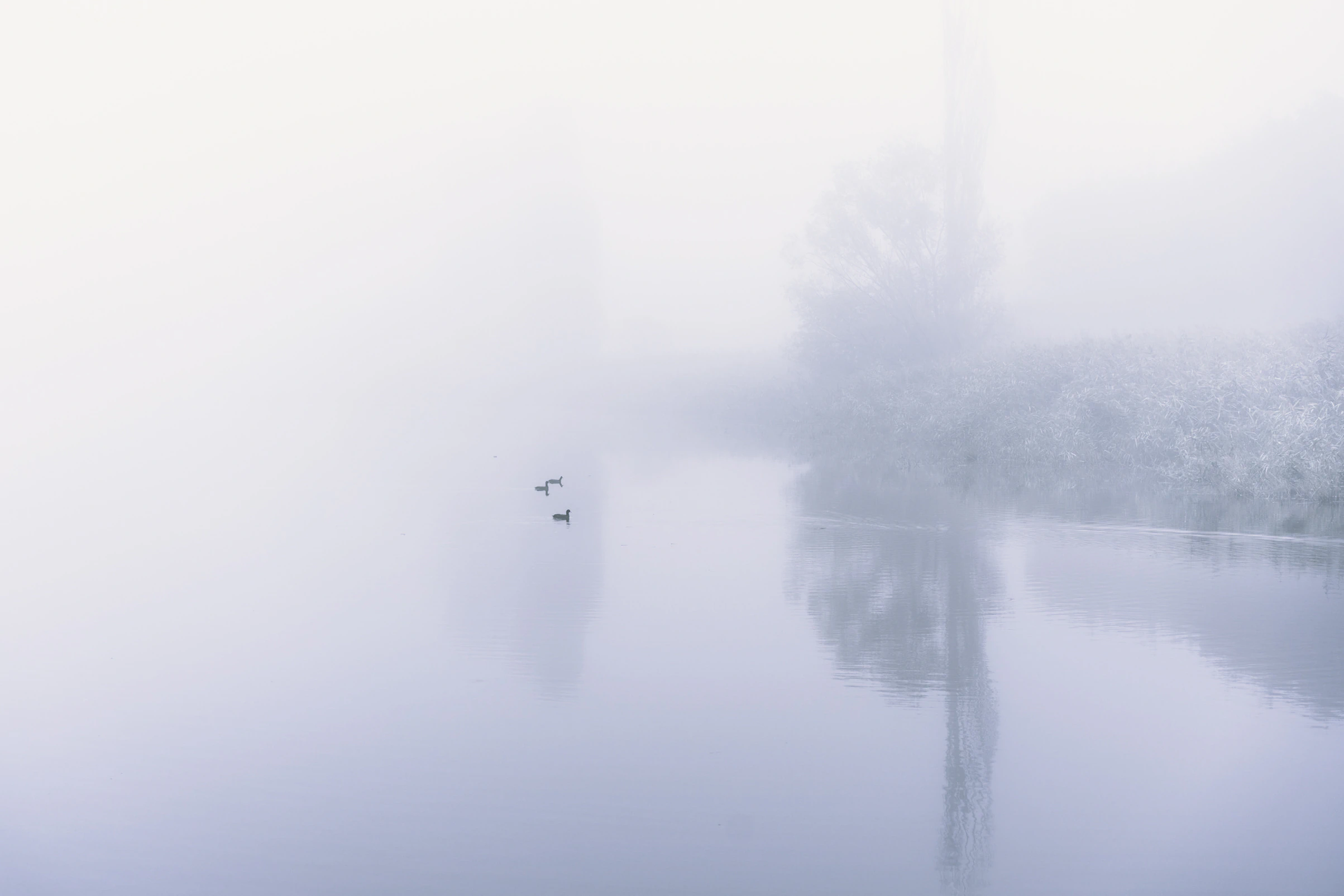 Ducks on mist-covered water in Ukraine