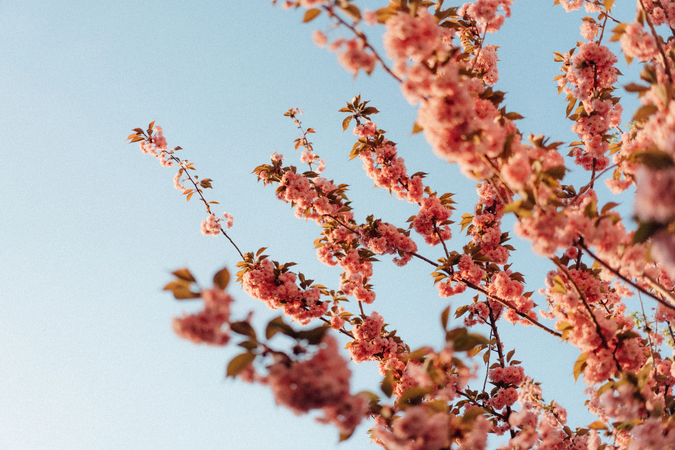 Pink blossom branches against a clear blue sky