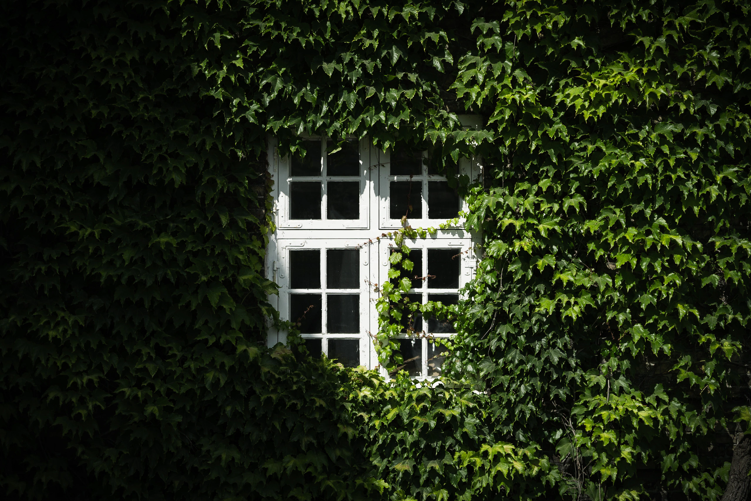 A white window almost concealed by dense green ivy