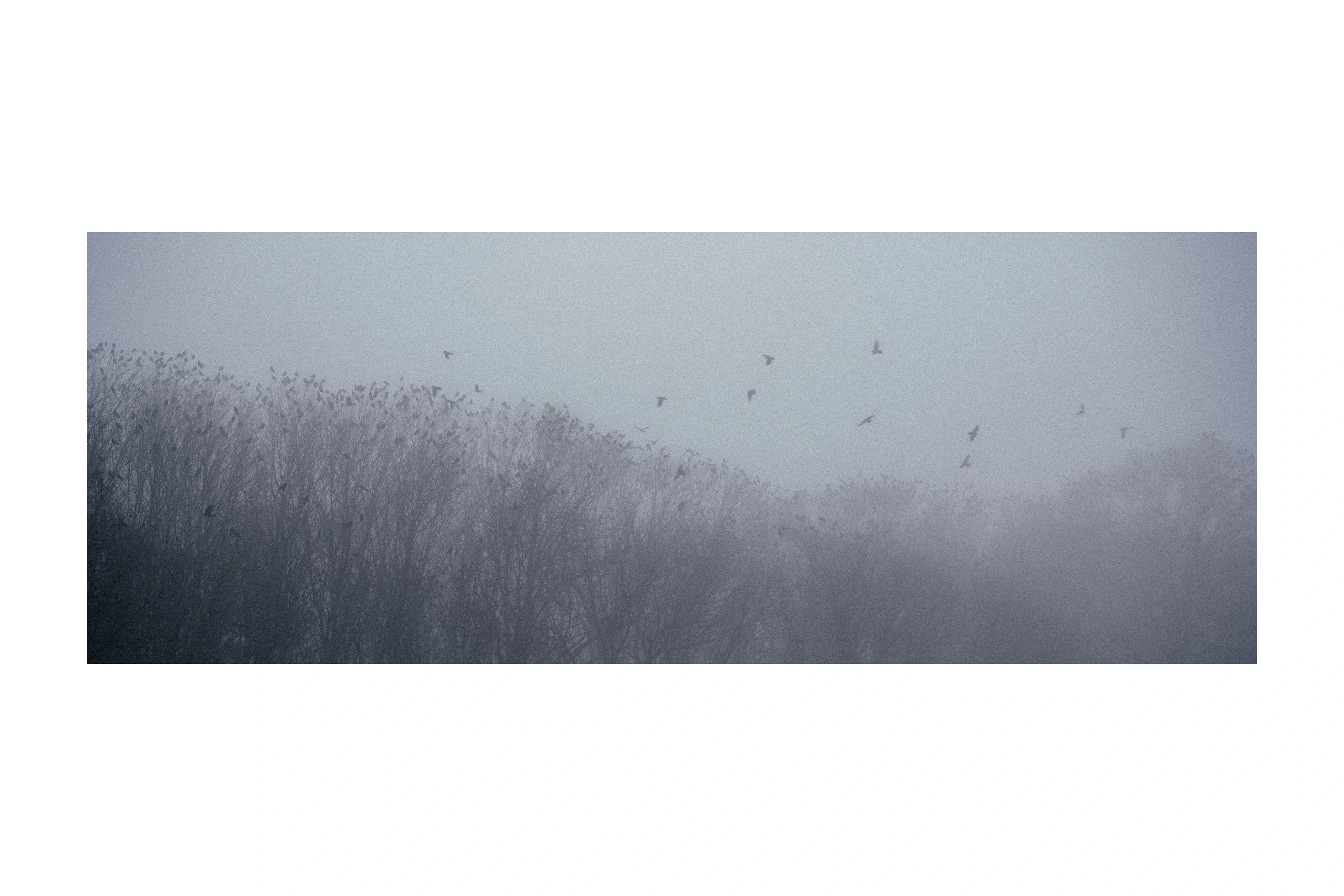 Birds lifting above tree silhouettes in dense fog