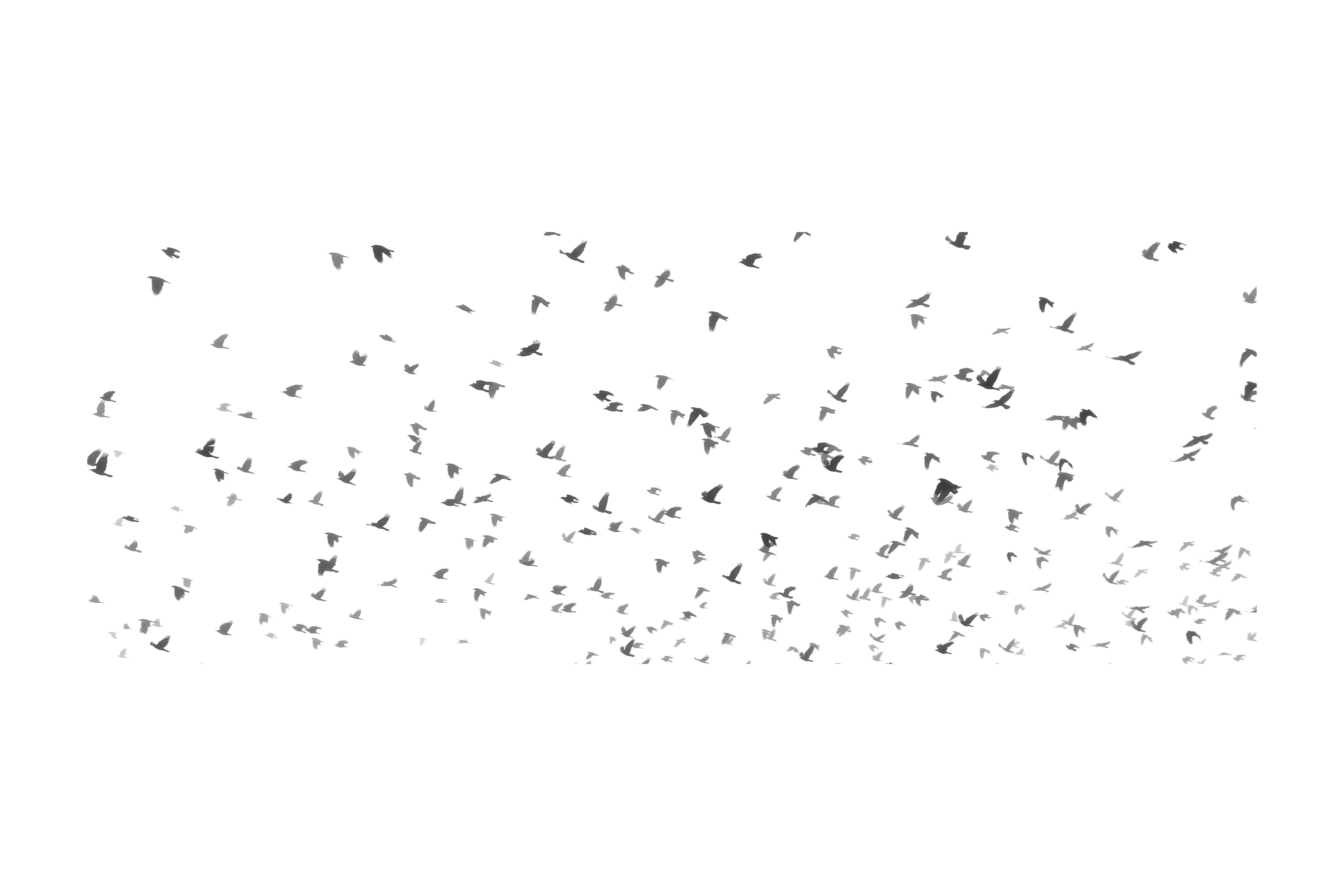 A large flock of birds scattered across a white sky