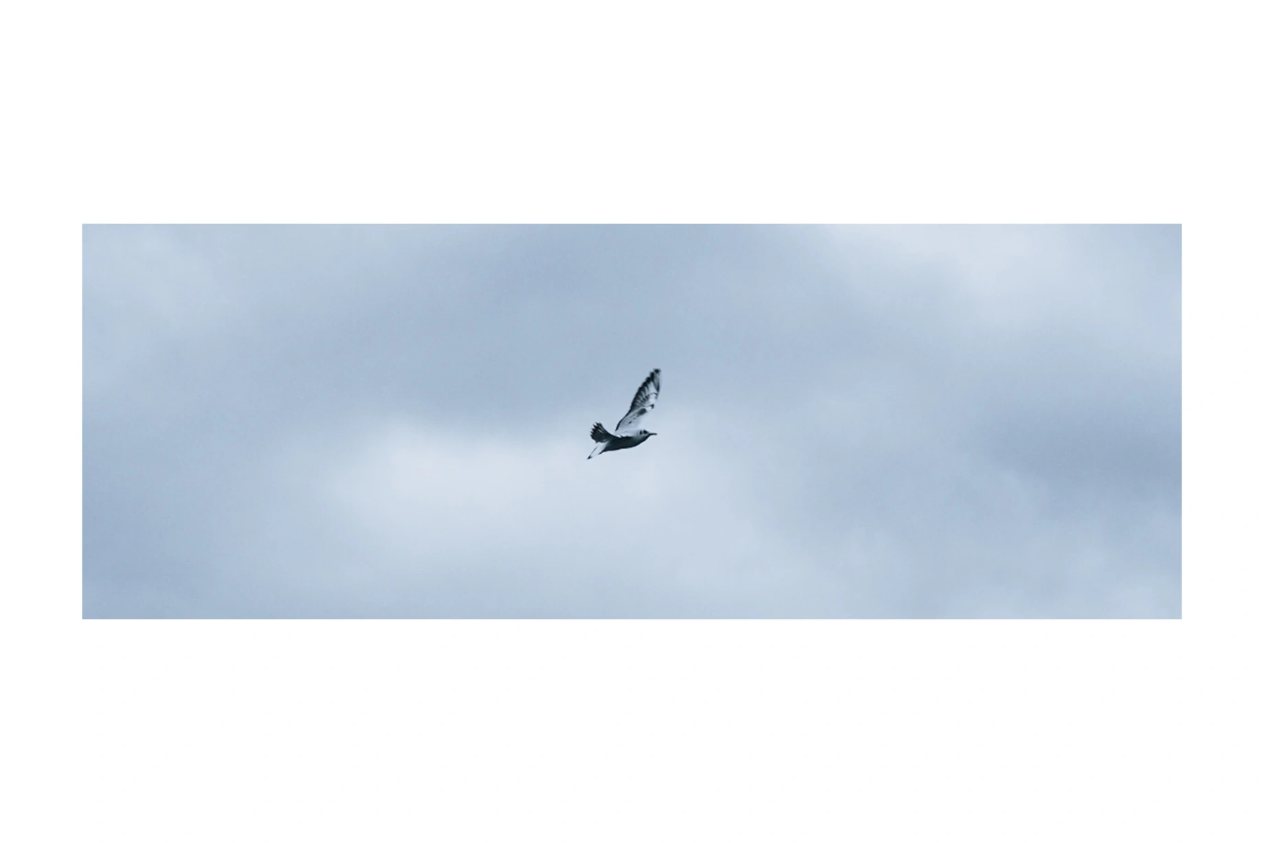A single pigeon crossing a soft blue-grey sky
